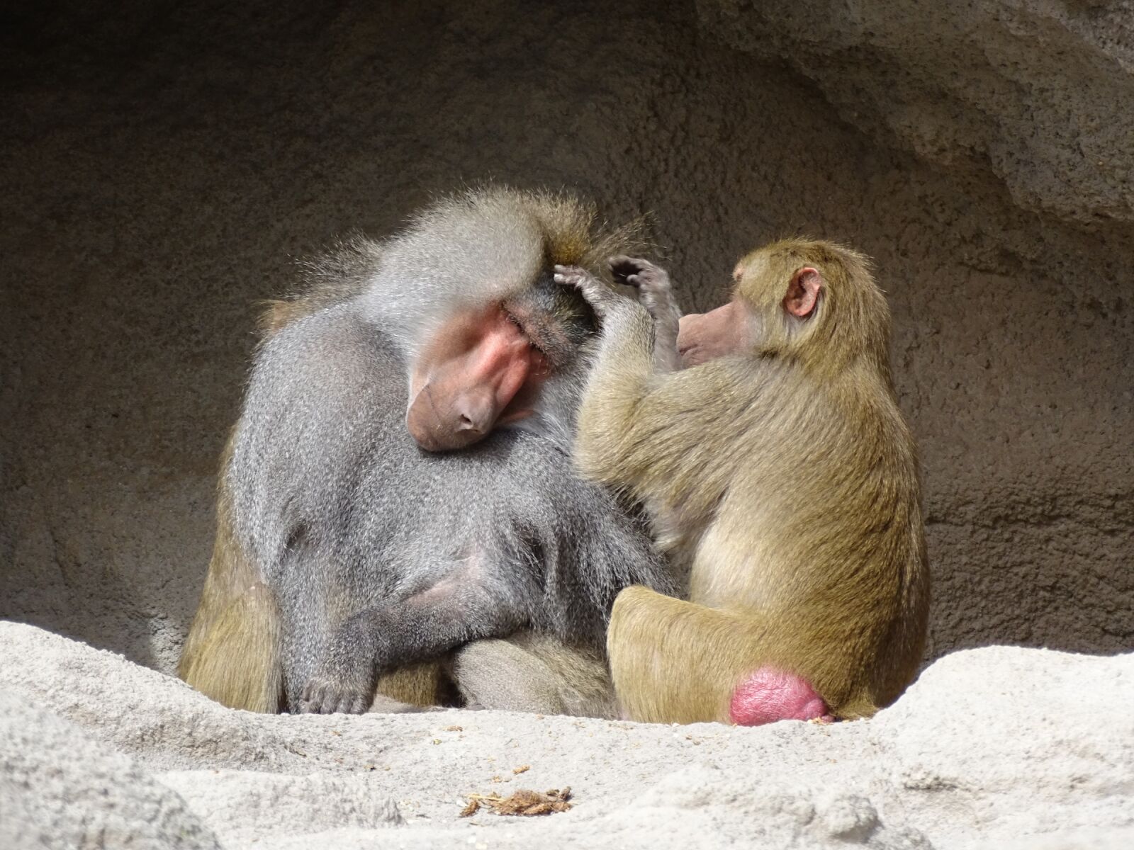 Sony Cyber-shot DSC-HX400V sample photo. Monkey, animal, mammal photography