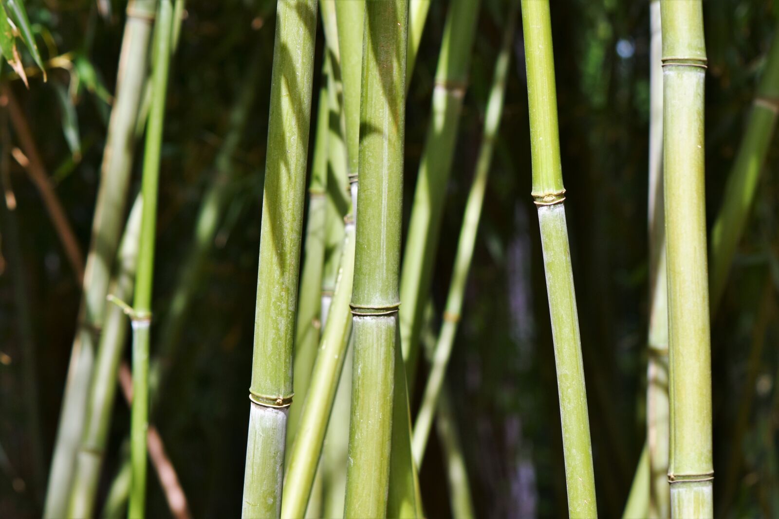 Nikon D7200 sample photo. Bamboo, bamboo forest, giant photography