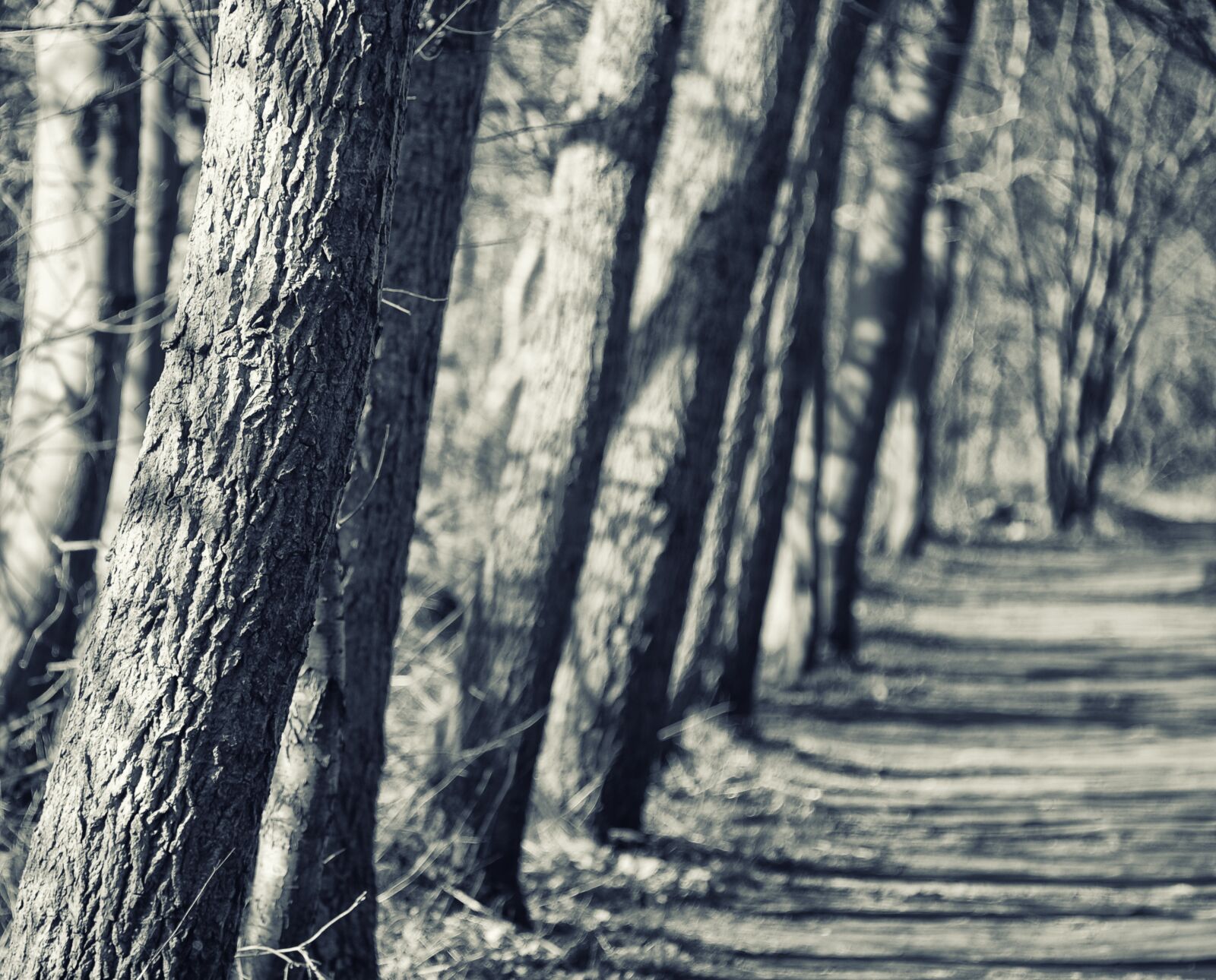 Nikon D3S sample photo. Away, silent way, tree photography