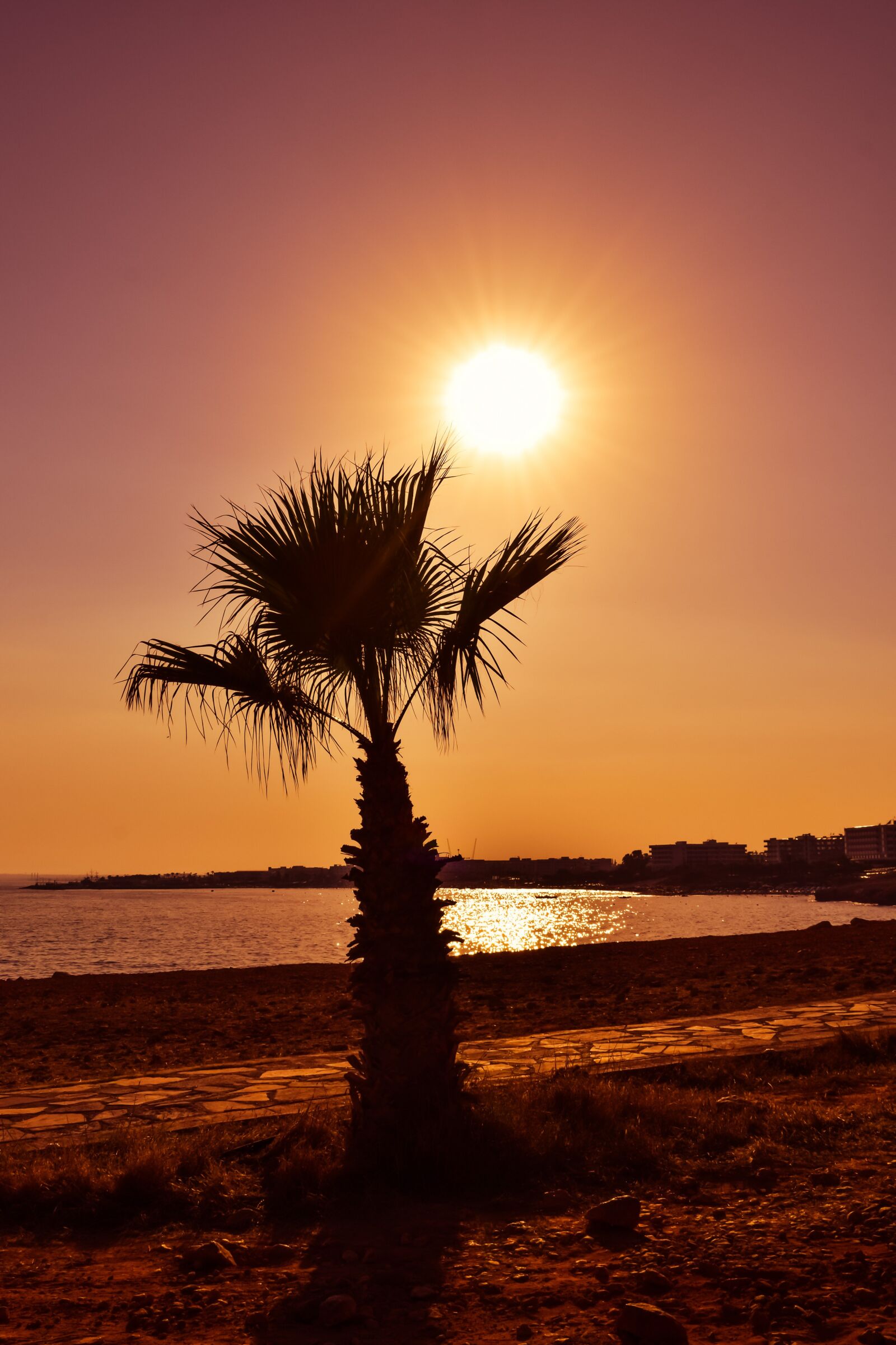 Nikon D3300 sample photo. Palm, sunset, sun photography