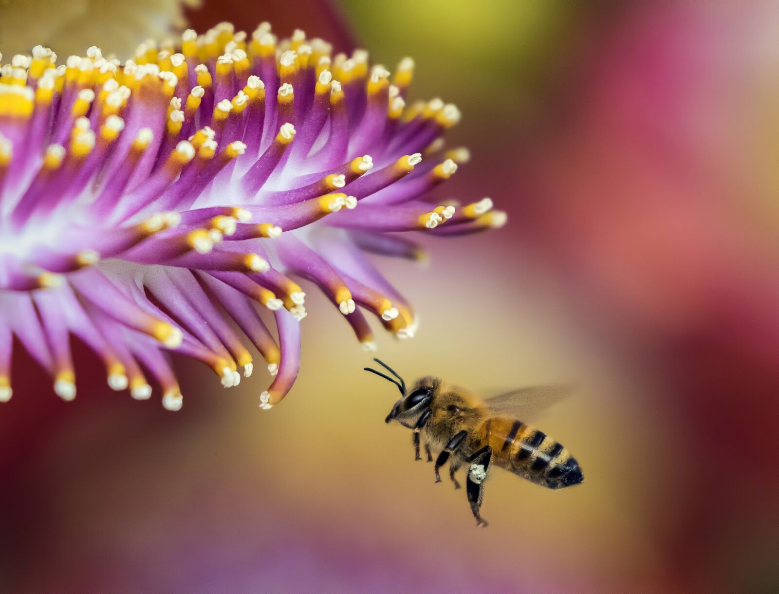 Canon EOS 7D Mark II sample photo. Bee, blur, close-up photography