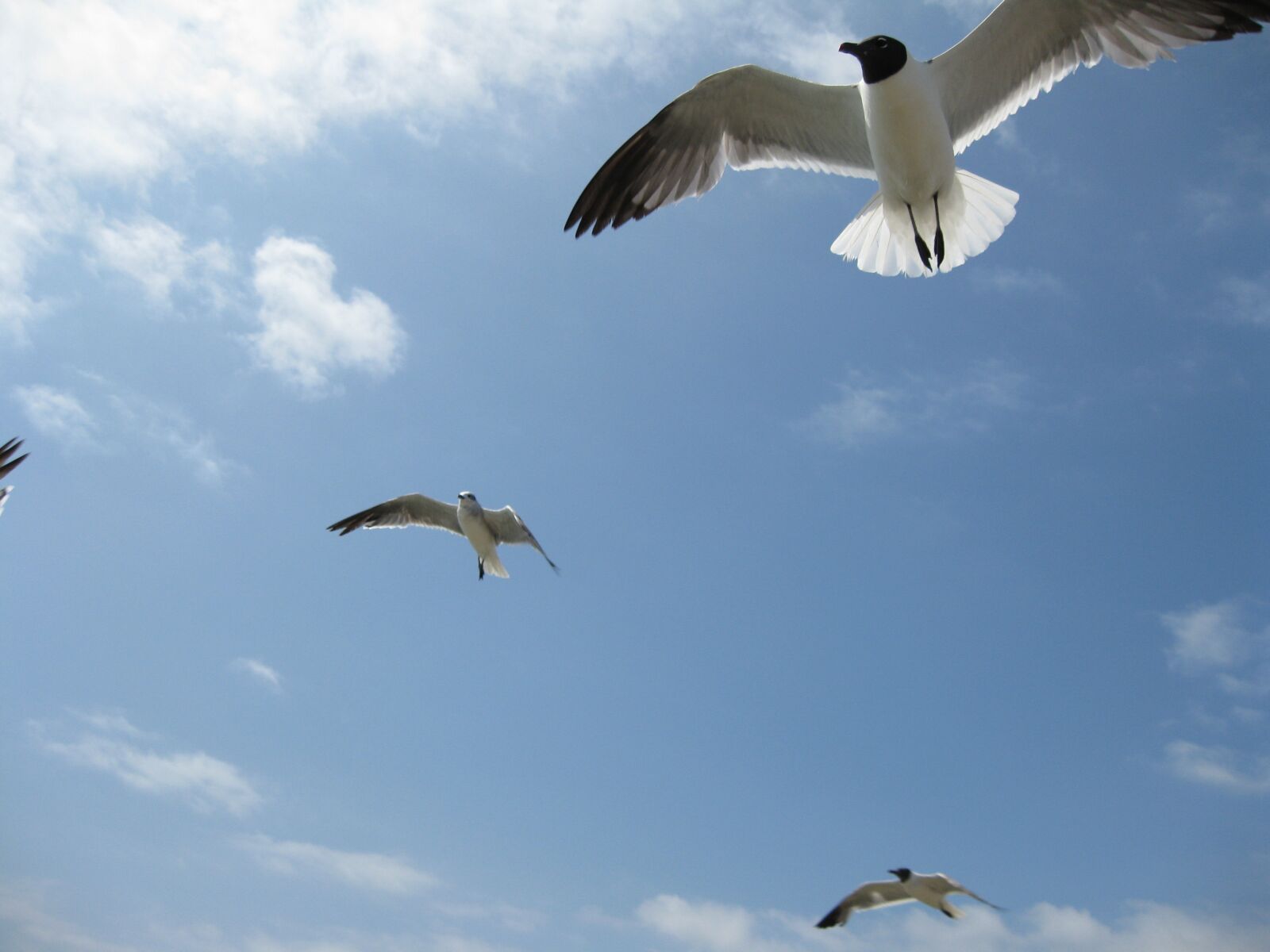 Canon PowerShot A1000 IS sample photo. Birds, gulls, sky photography