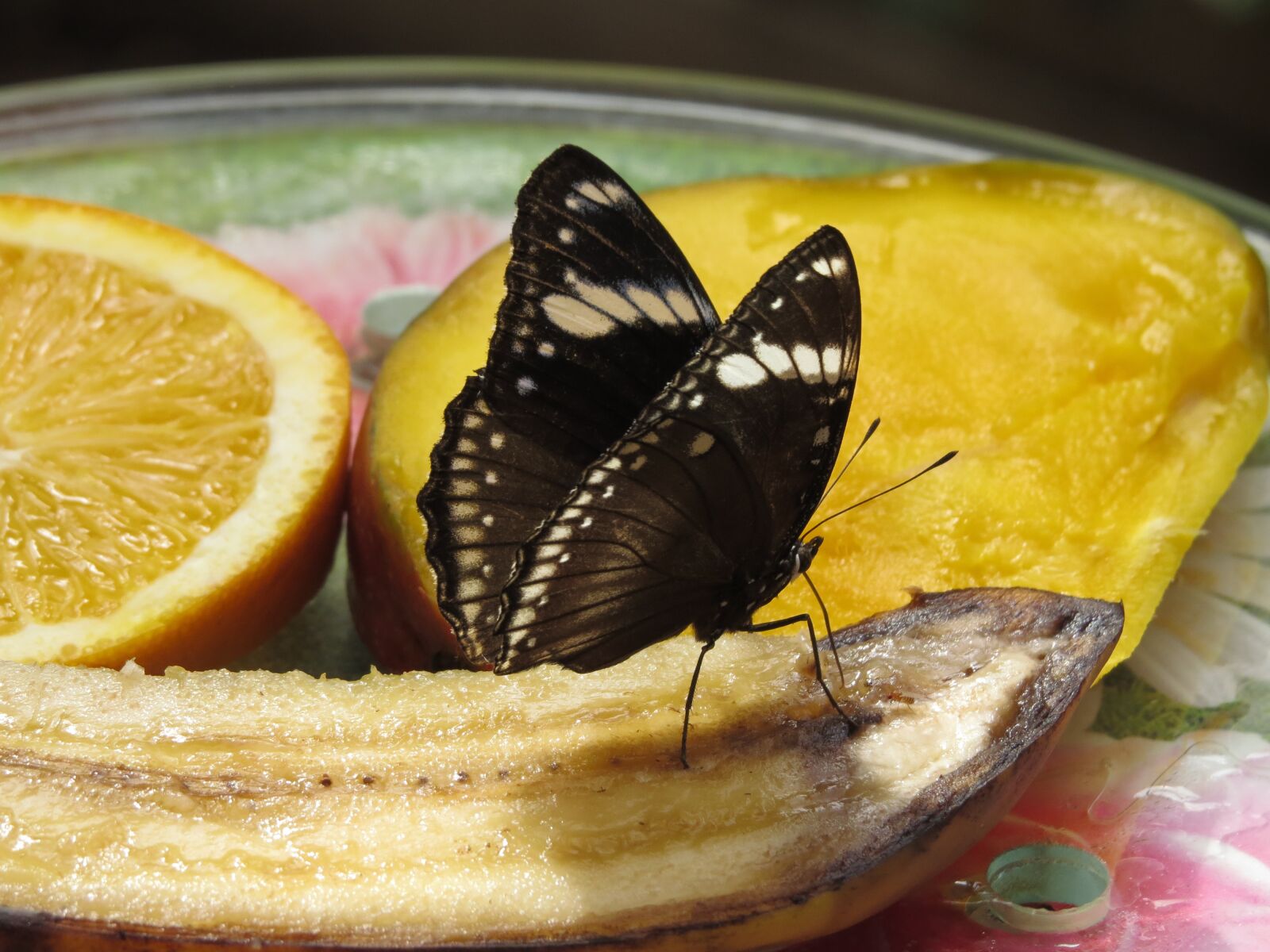 Canon PowerShot SX50 HS sample photo. Butterfly, nature, park photography