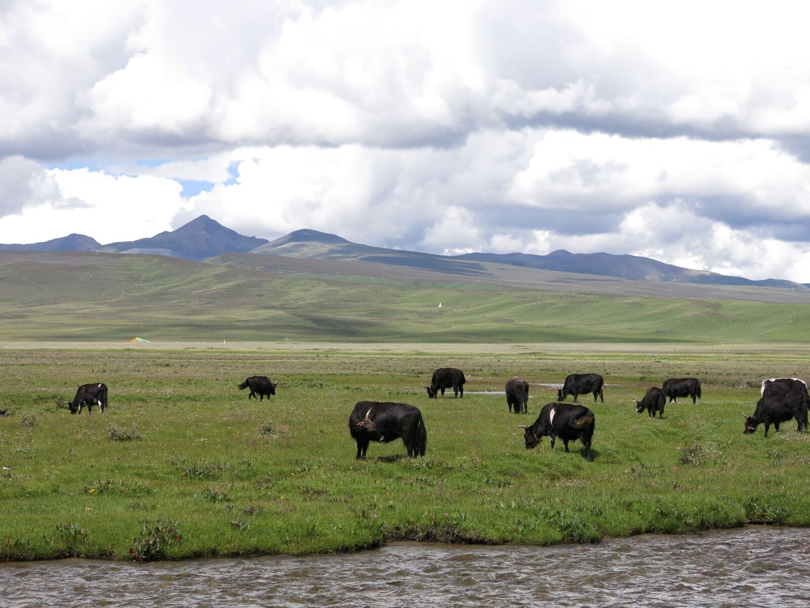 Canon PowerShot G15 sample photo. Yak, landscape, herd of photography