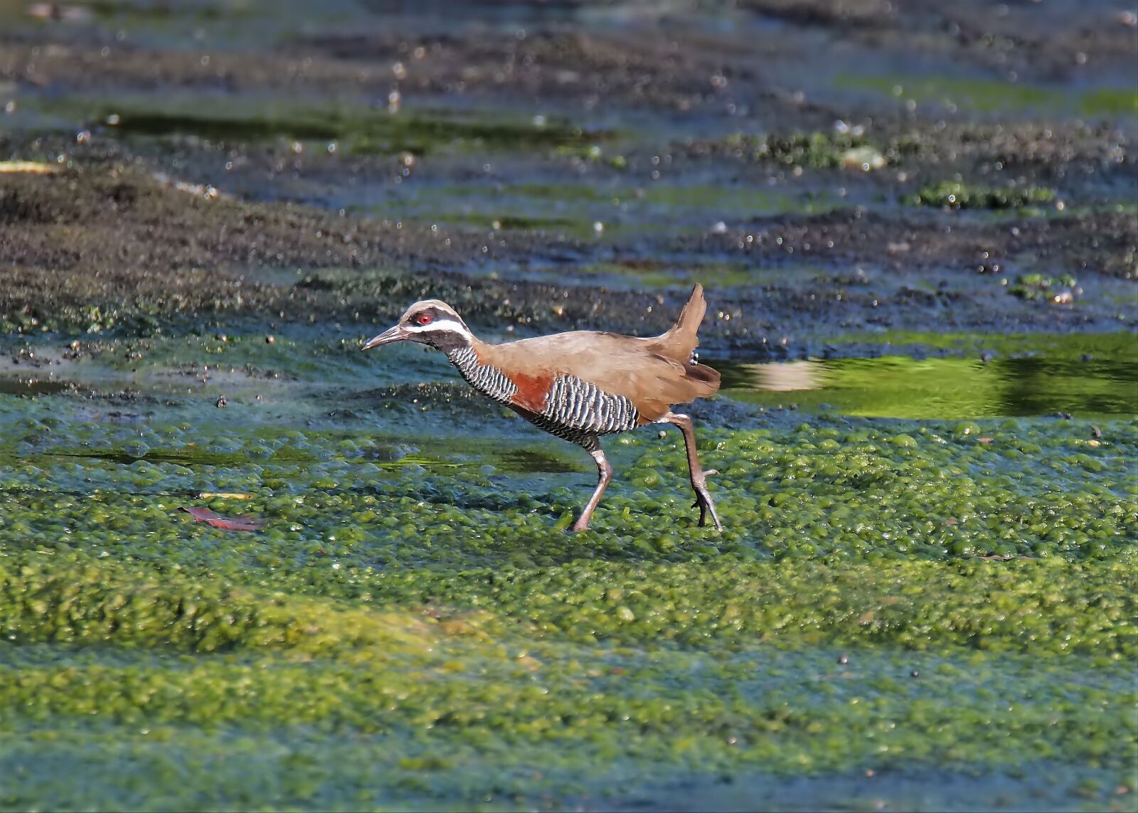 Olympus OM-D E-M1 sample photo. Bird, wildlife, nature photography