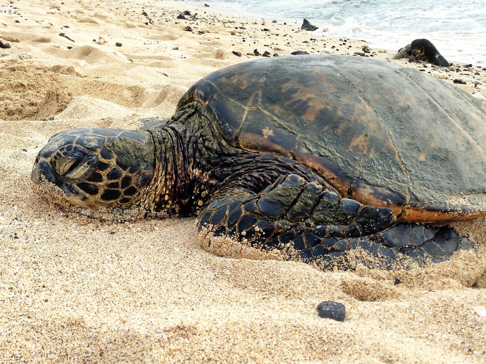 Apple iPhone 5s sample photo. Turtle, big, beach photography