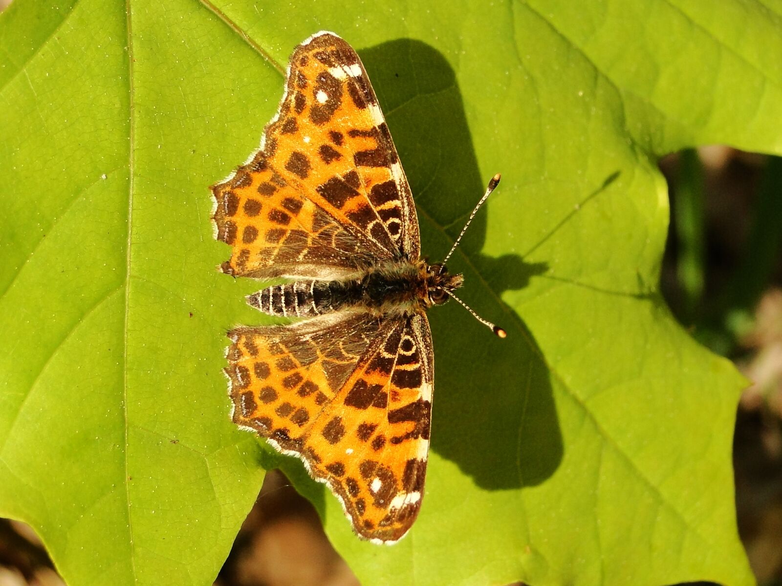 Sony Cyber-shot DSC-HX1 sample photo. Nature, leaf, insect photography