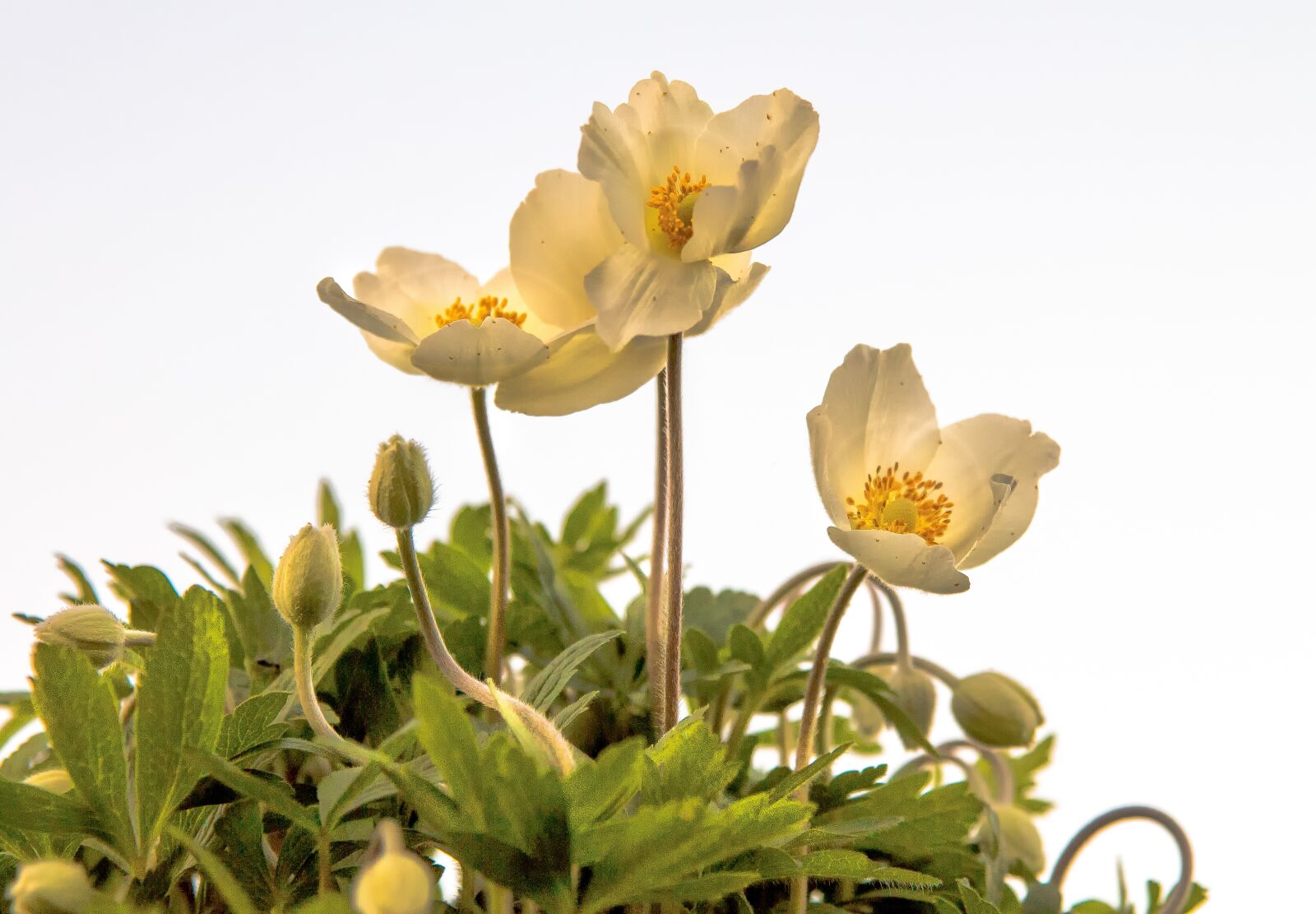 Canon EOS 650D (EOS Rebel T4i / EOS Kiss X6i) sample photo. Anemone, plant, blossom photography