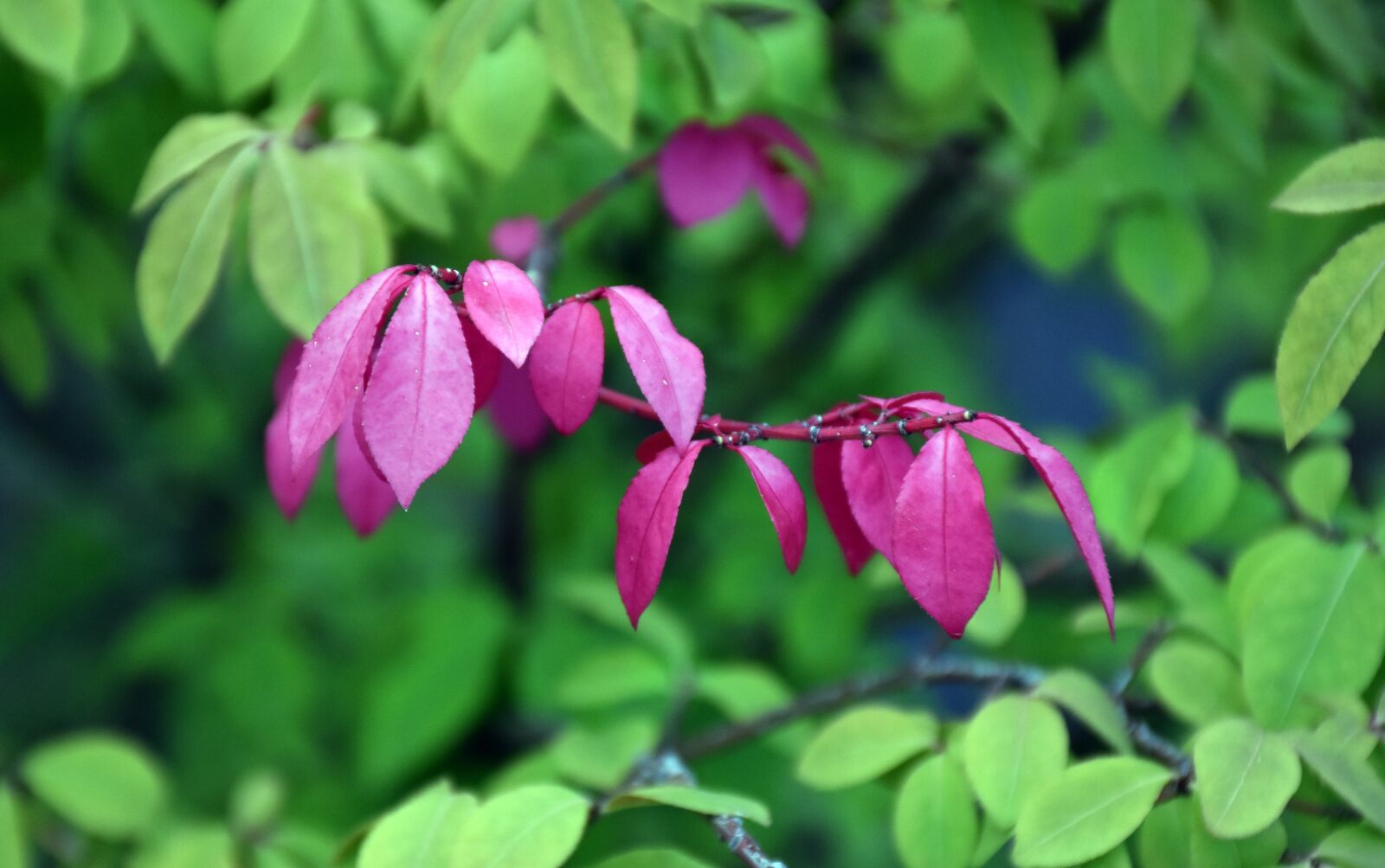 Nikon D5600 sample photo. Leaves, foliage, tree photography
