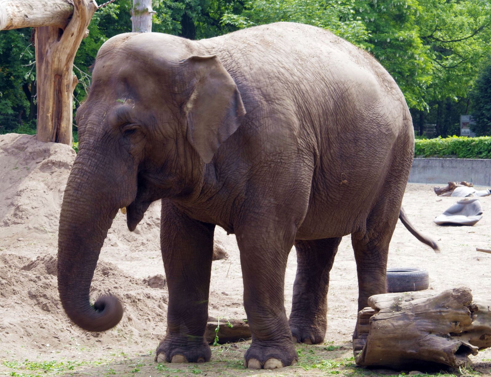 Pentax K-S2 sample photo. Elephant, large mammal, indonesian photography