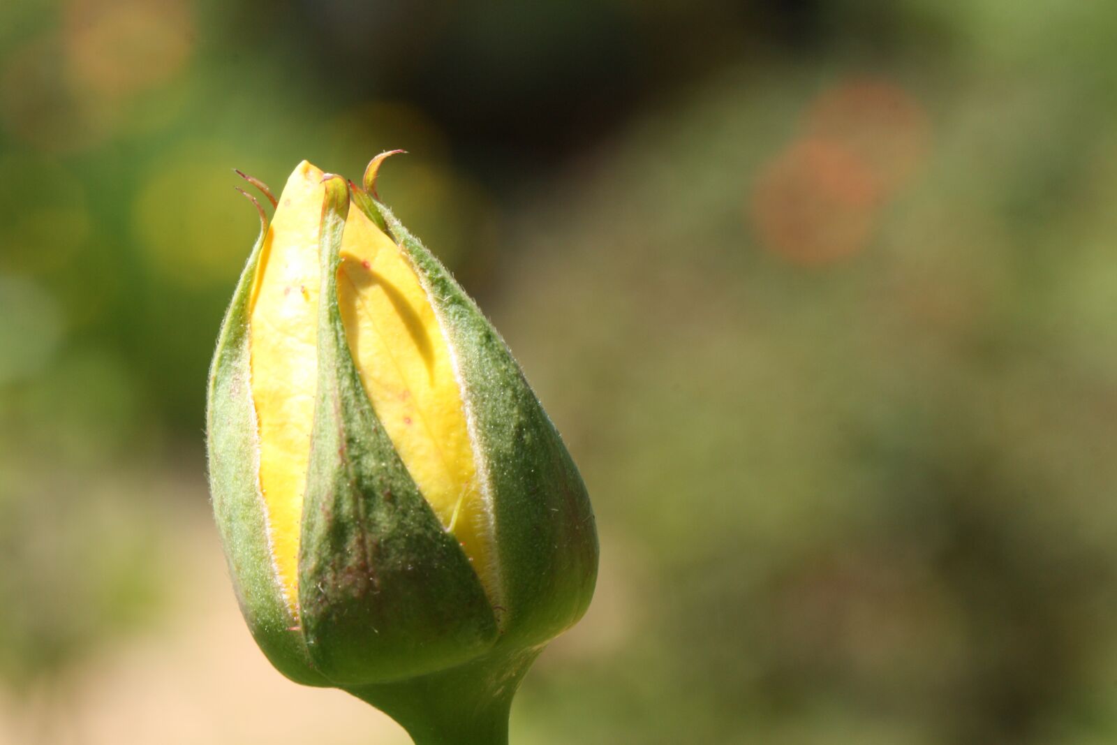 Canon EOS 450D (EOS Rebel XSi / EOS Kiss X2) sample photo. Bud, yellow, yellow rose photography