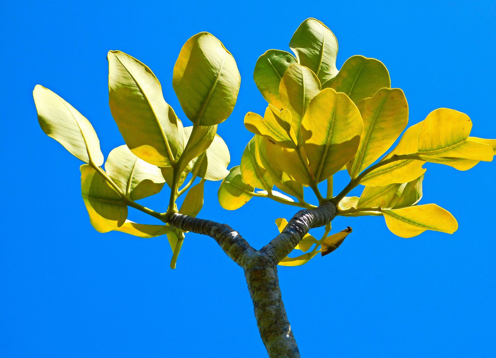 Nikon Coolpix B500 sample photo. Leaves, tree, nature photography