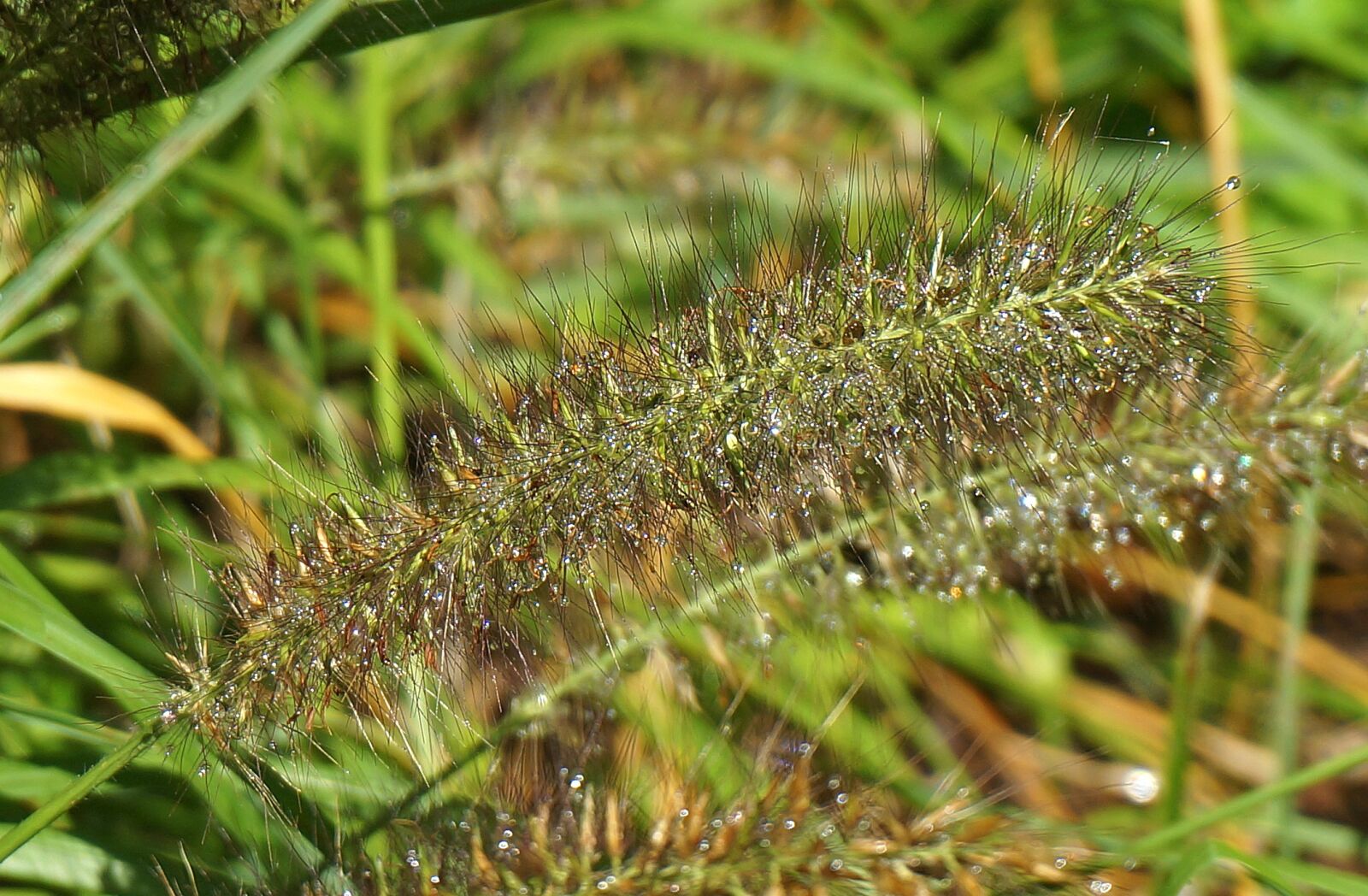 Sony Alpha NEX-5T sample photo. Wet ornamental grass, grass photography