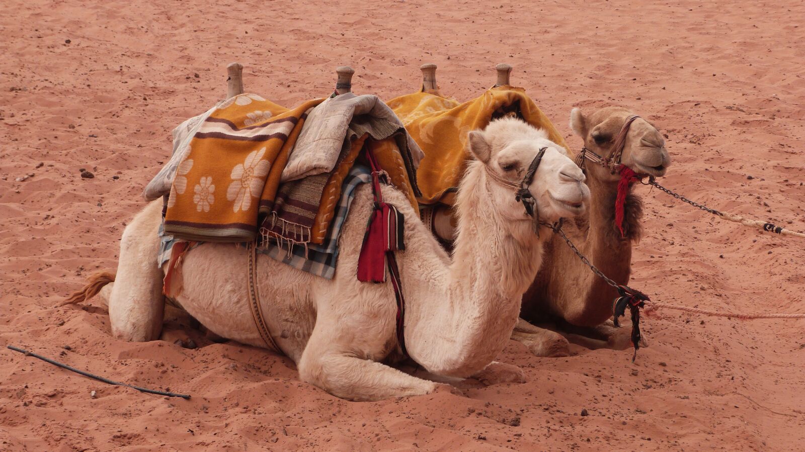 Panasonic Lumix DMC-FZ47 (Lumix DMC-FZ48) sample photo. Camels, jordan, desert photography