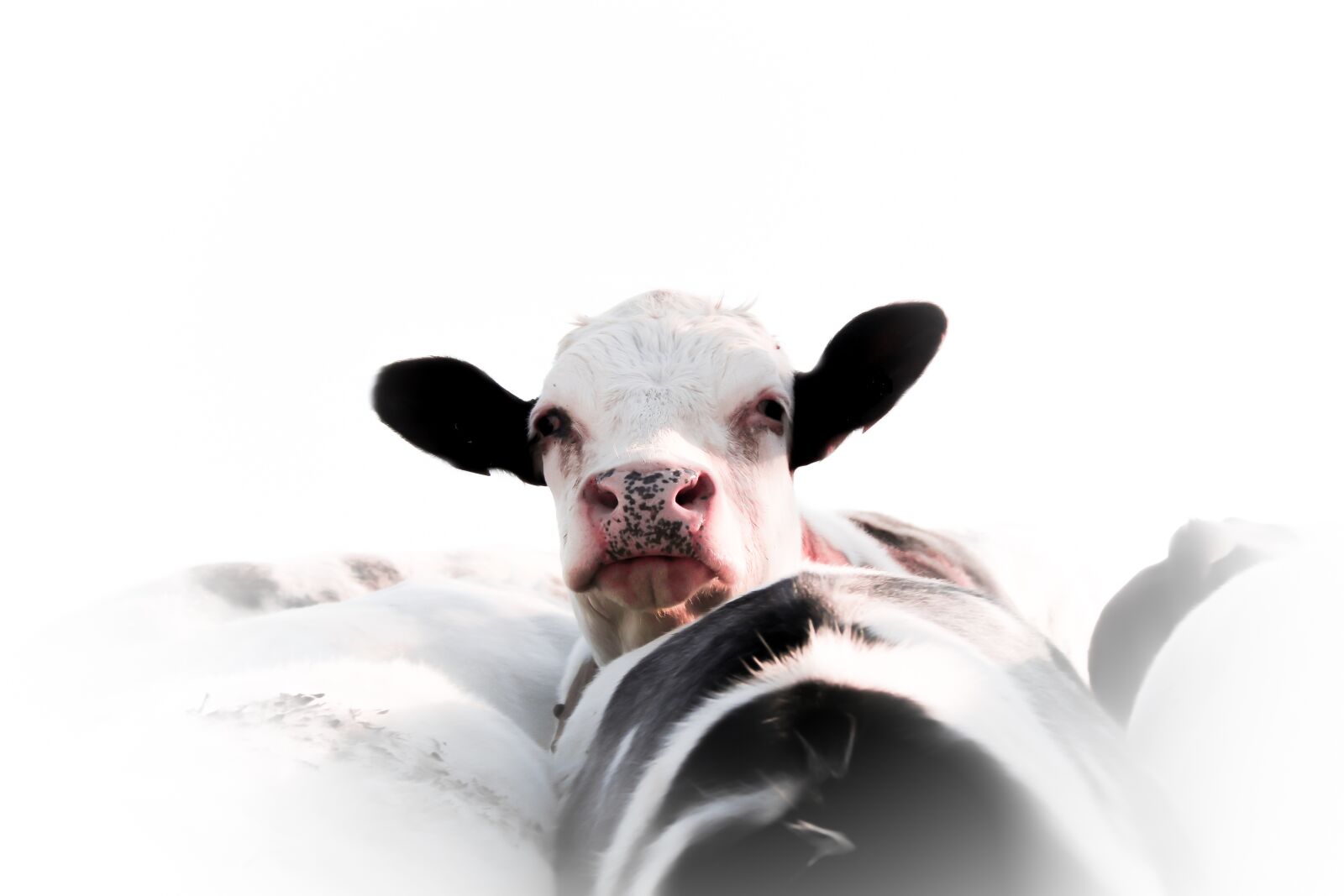Canon EOS 70D sample photo. Animals, cow, livestock photography