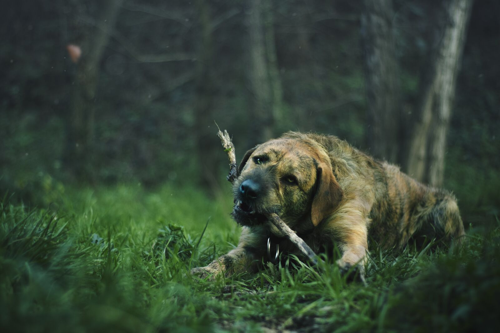 Canon EOS 7D Mark II sample photo. Lawn, animal, dog photography