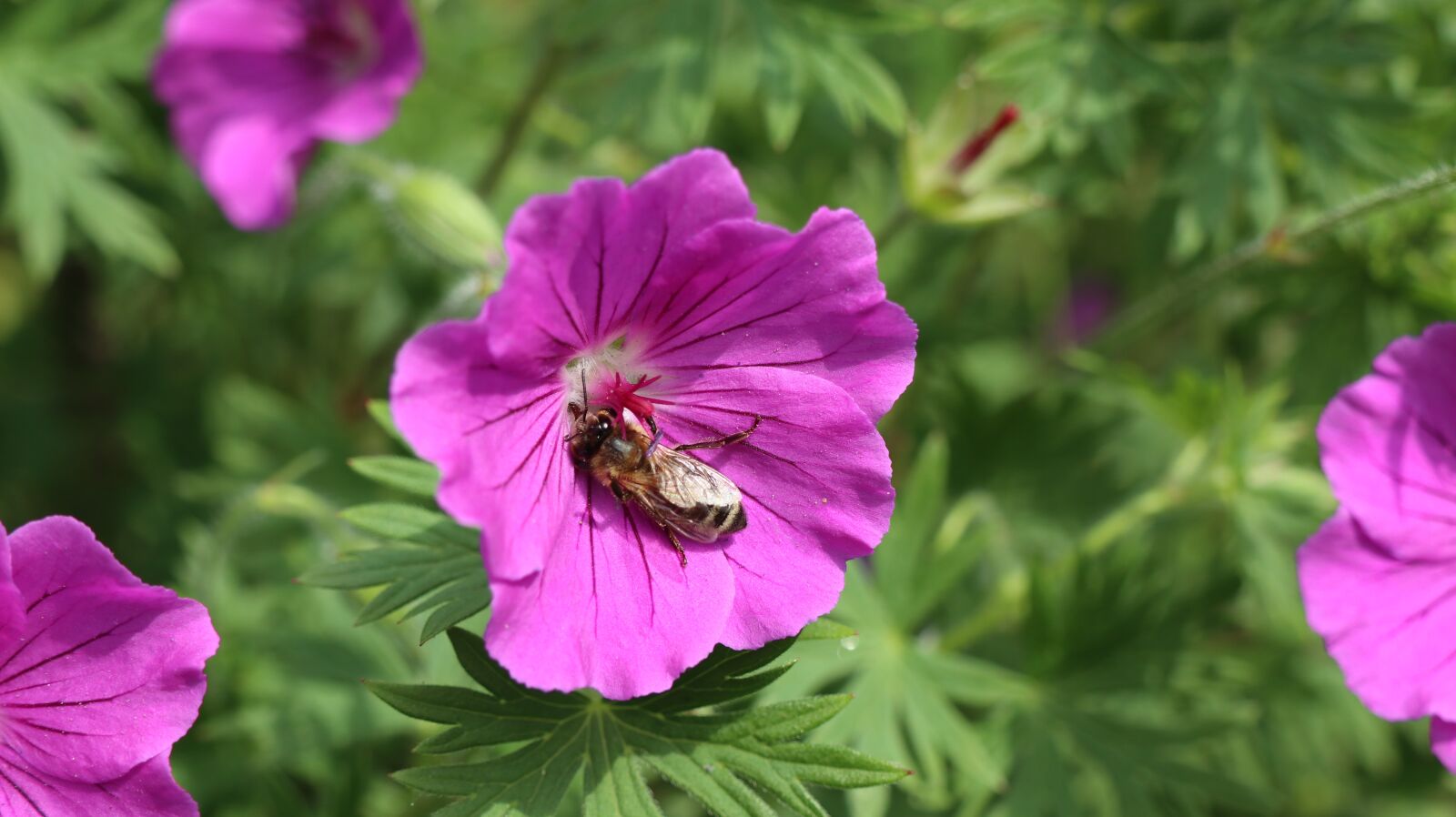 Canon EOS M5 + Canon EF-M 18-150mm F3.5-6.3 IS STM sample photo. Cranesbill, garden, blossom photography