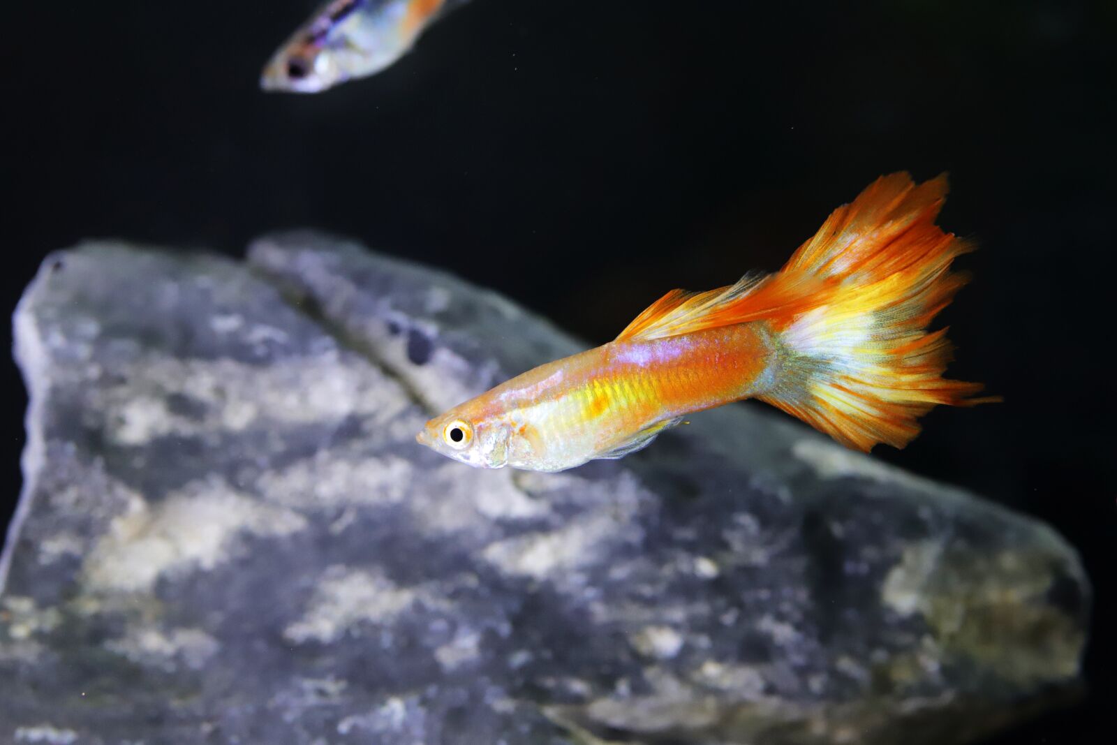 Canon EOS 6D Mark II sample photo. Goofy, tropical fish, fish photography