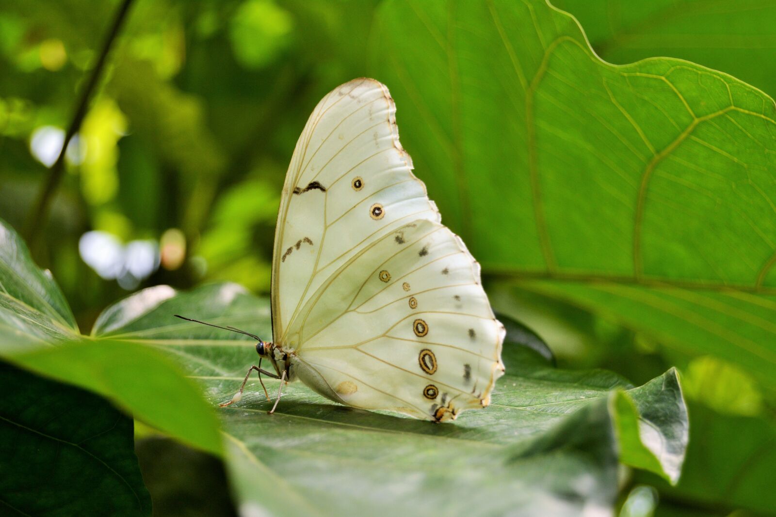 Nikon D5200 sample photo. Butterfly, insect, wings photography