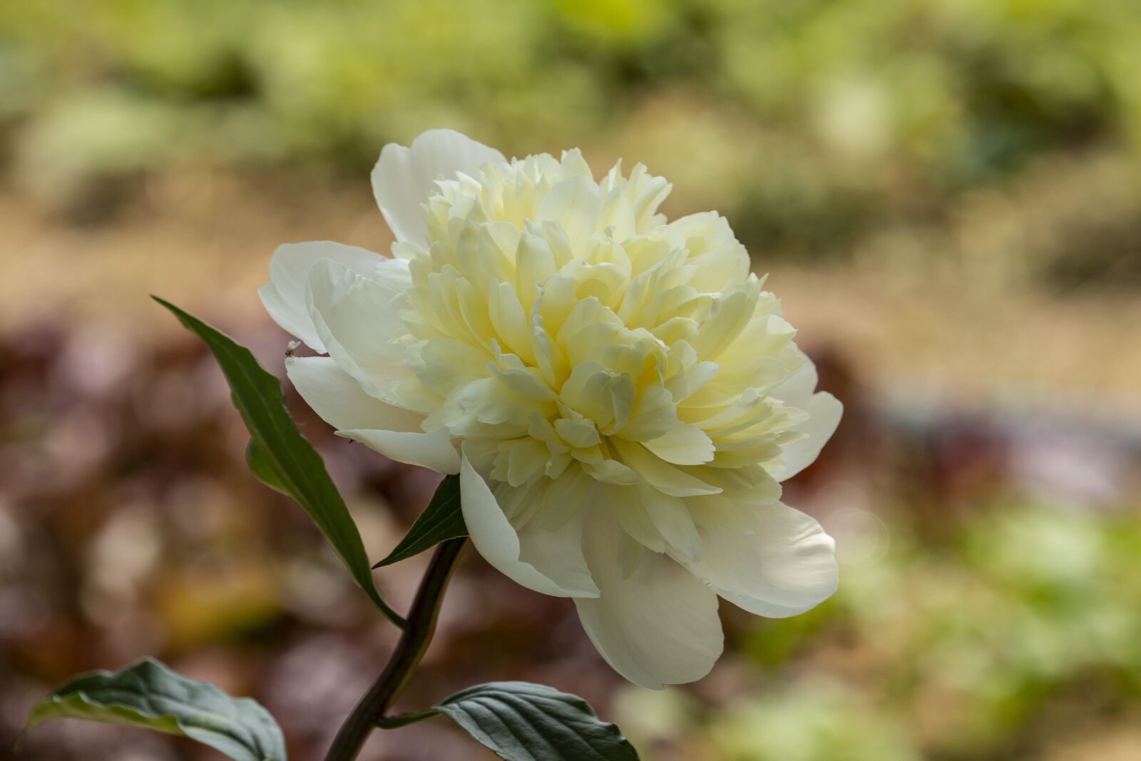 Canon EOS 70D + Canon EF 70-300mm F4-5.6L IS USM sample photo. Peony, flower, medicinal photography