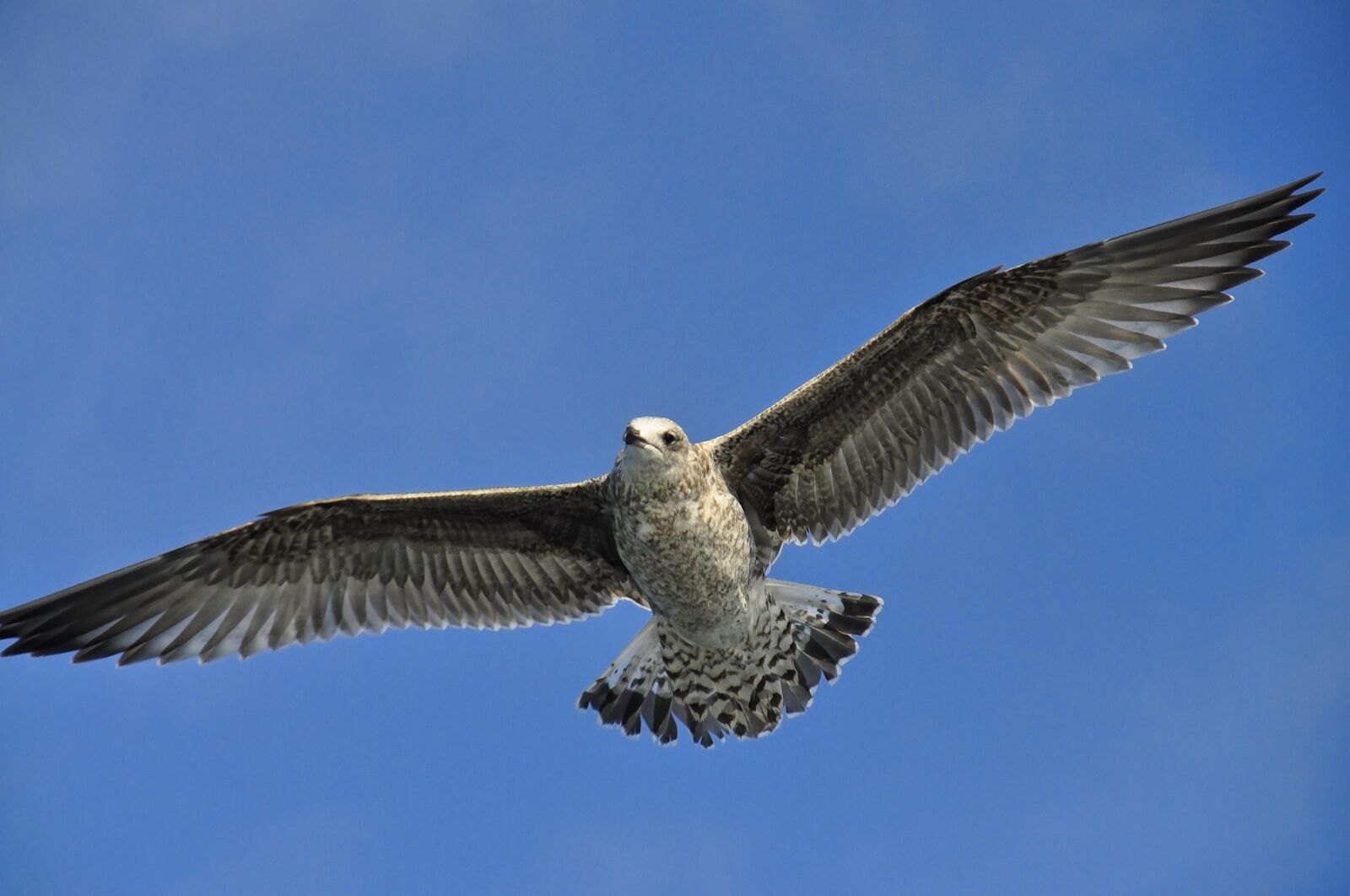 Nikon D5000 sample photo. Seagull, flying, in flight photography