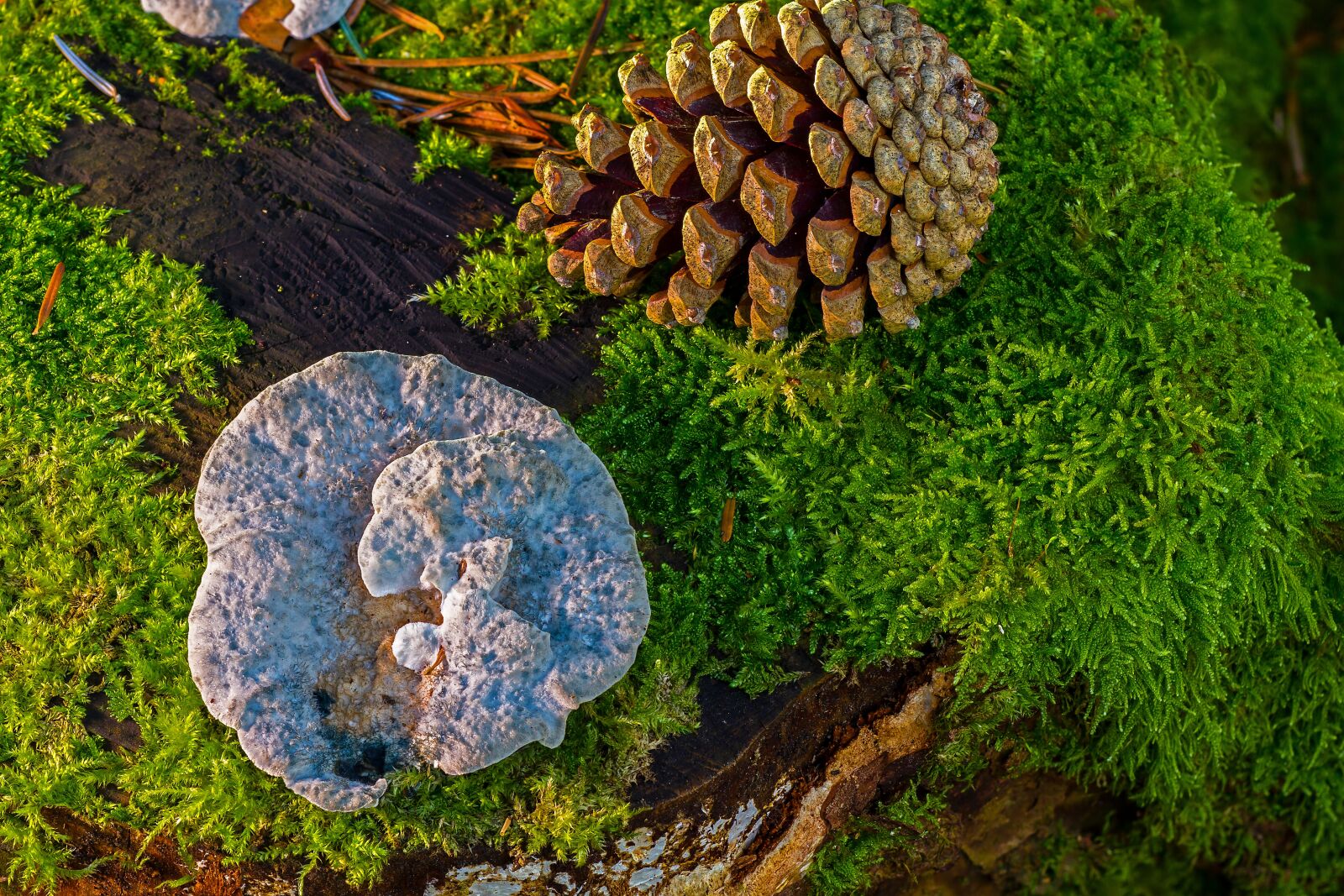 Canon EOS 7D sample photo. Mushroom, moss, tree fungi photography