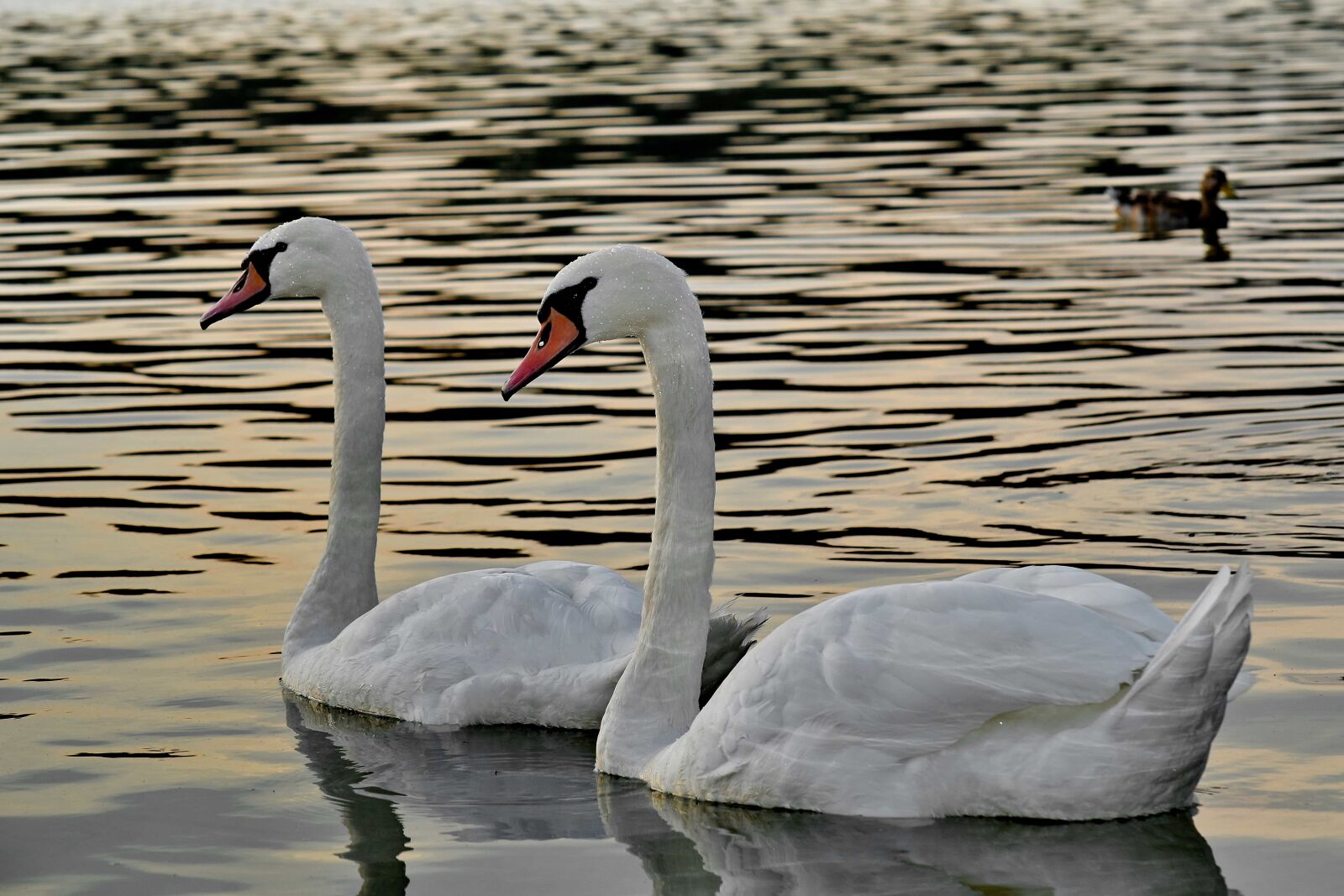 Nikon D5500 sample photo. Pair, reflection, romantic, sunset photography
