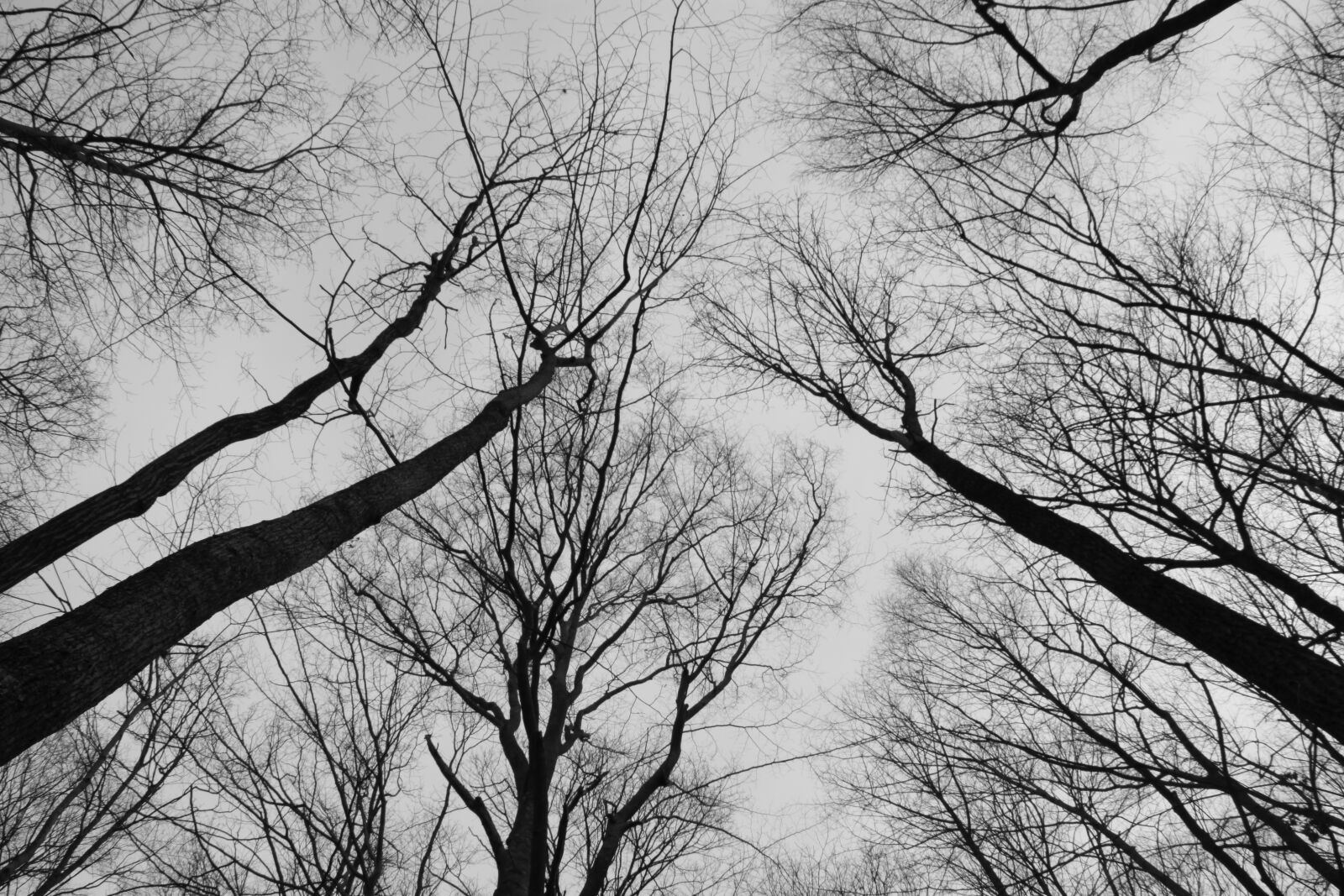 Canon EOS 500D (EOS Rebel T1i / EOS Kiss X3) sample photo. Trees, sky, monochrome photography
