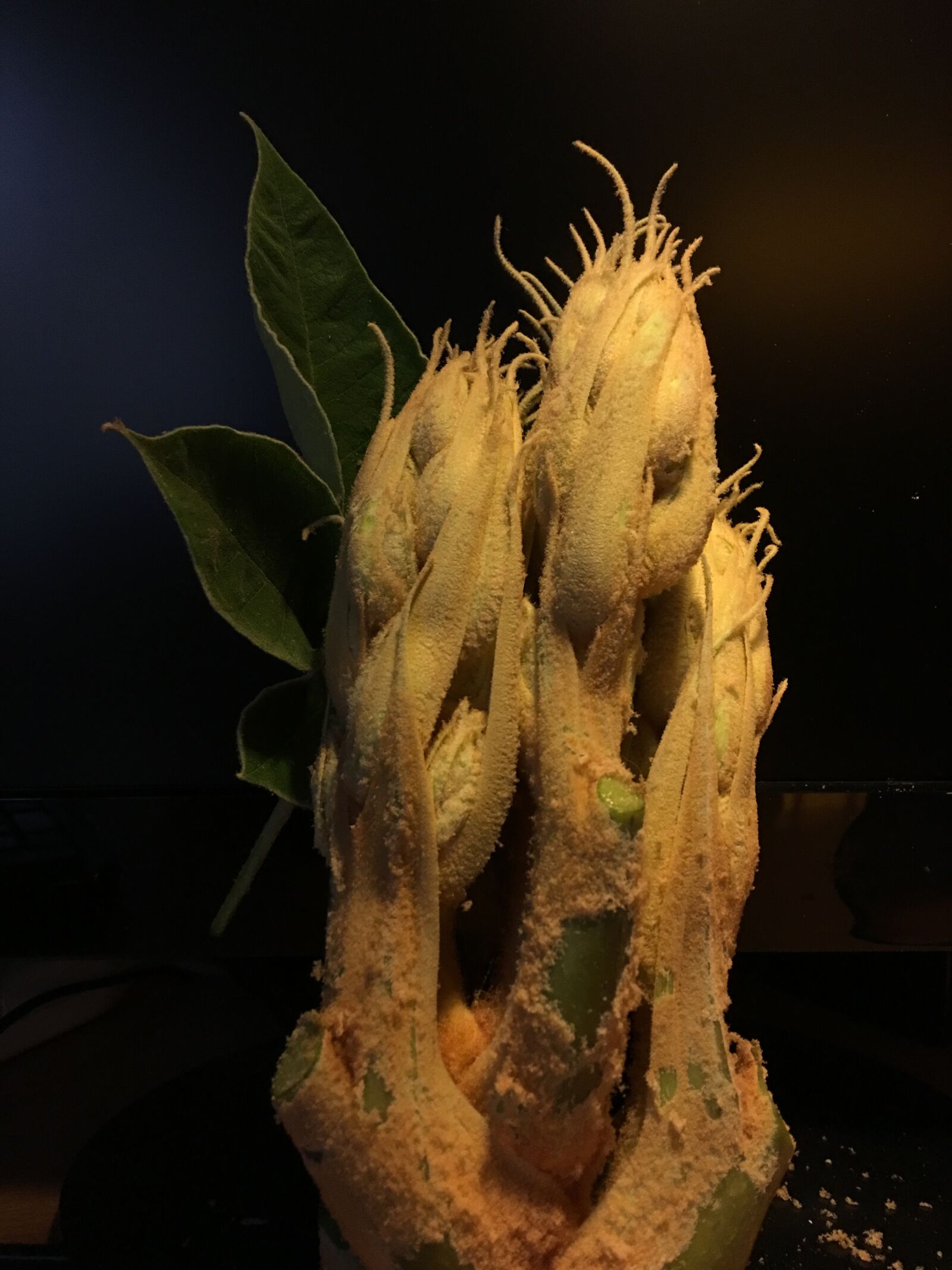 iPhone 6s Plus back camera 4.15mm f/2.2 sample photo. Leaves, new leaves, green photography