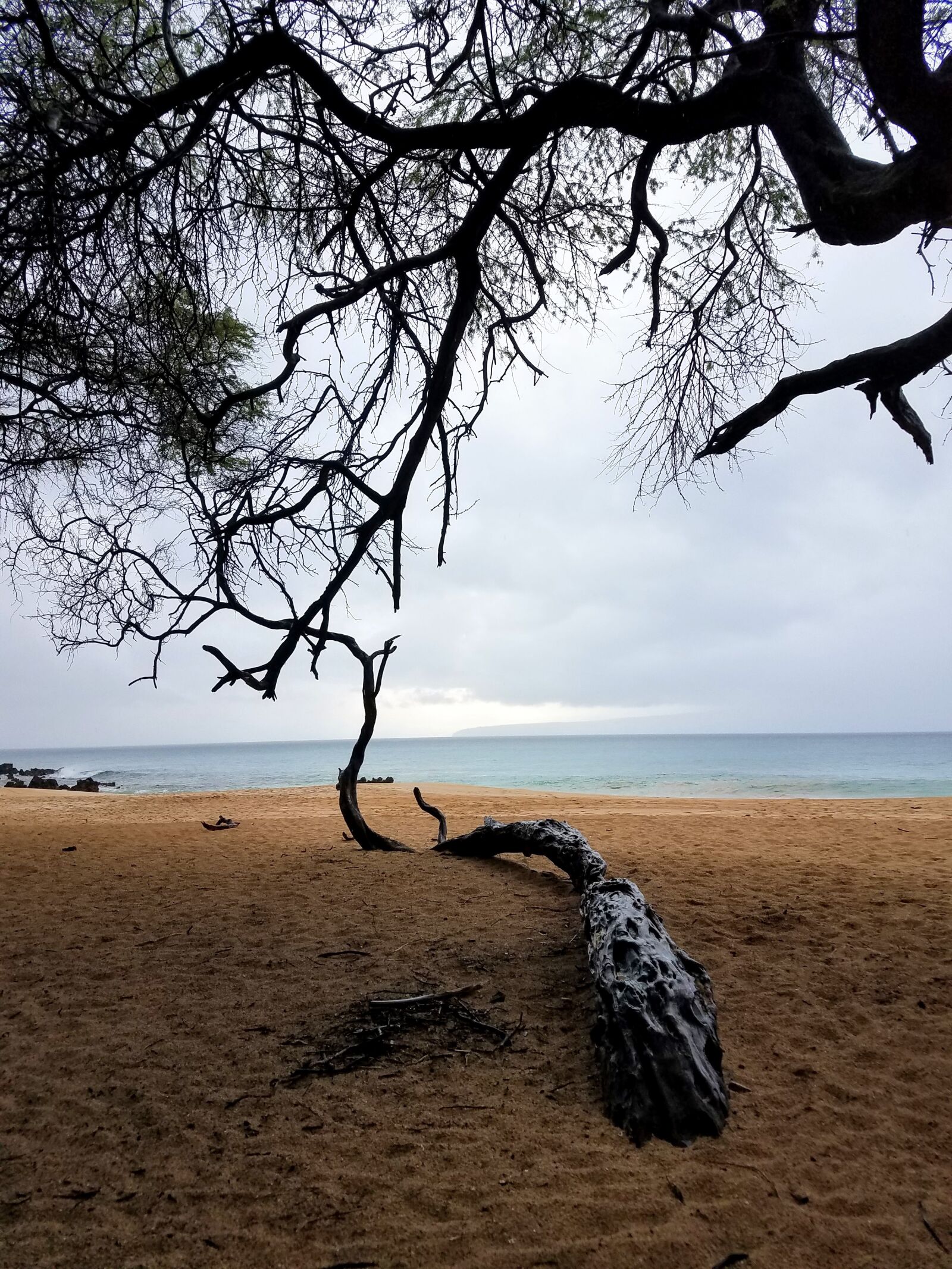 Samsung Galaxy S7 Edge sample photo. Dead, tree, mysterious, ocean photography