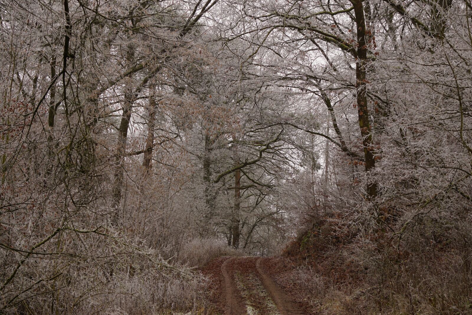 Sony E 55-210mm F4.5-6.3 OSS sample photo. Forest, forest path, hoarfrost photography