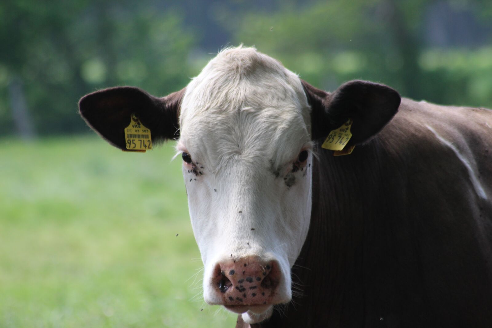 Canon EOS 600D (Rebel EOS T3i / EOS Kiss X5) sample photo. Cow, cattle, agriculture photography