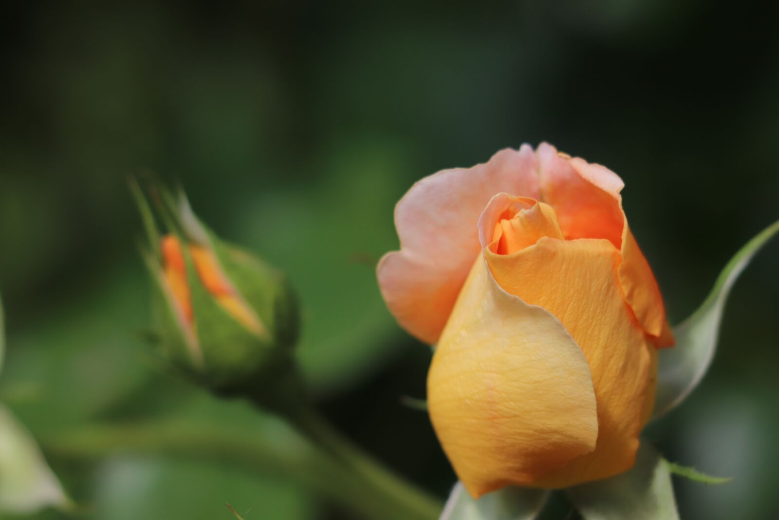 Canon EOS 77D (EOS 9000D / EOS 770D) sample photo. Rose, blossom, bloom photography