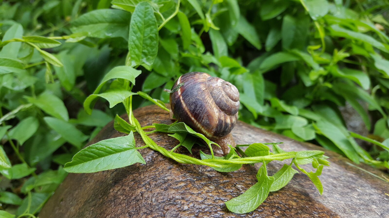 Samsung Galaxy S6 sample photo. Snail, rain, nature photography