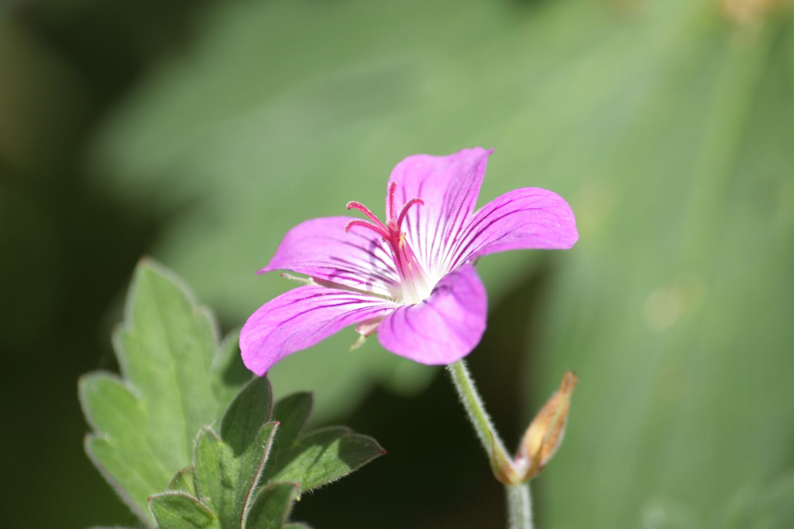 Canon EOS 450D (EOS Rebel XSi / EOS Kiss X2) sample photo. Flower, pink flower, pink photography