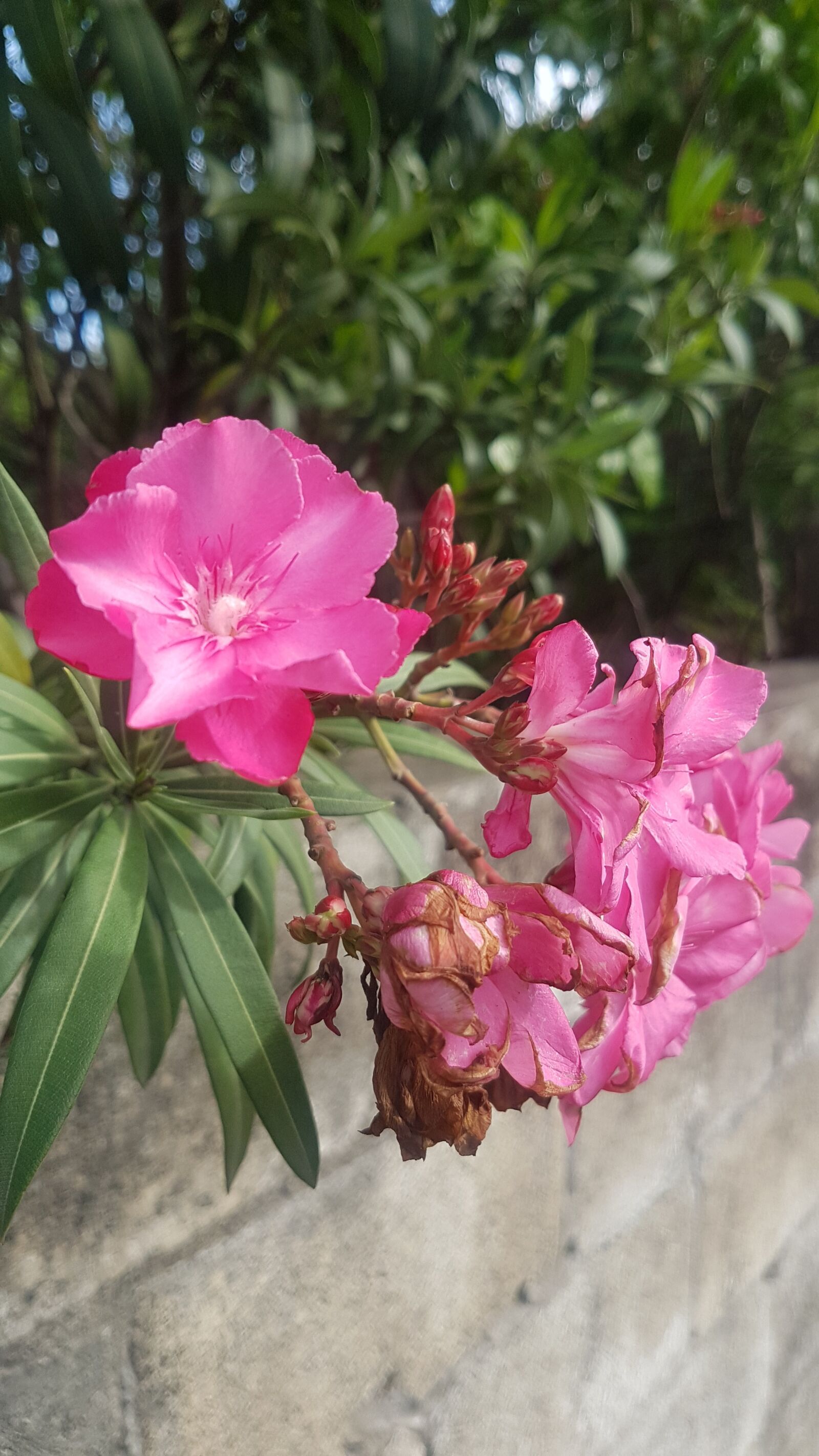 Samsung Galaxy S7 sample photo. Pink flower, nature, flower photography