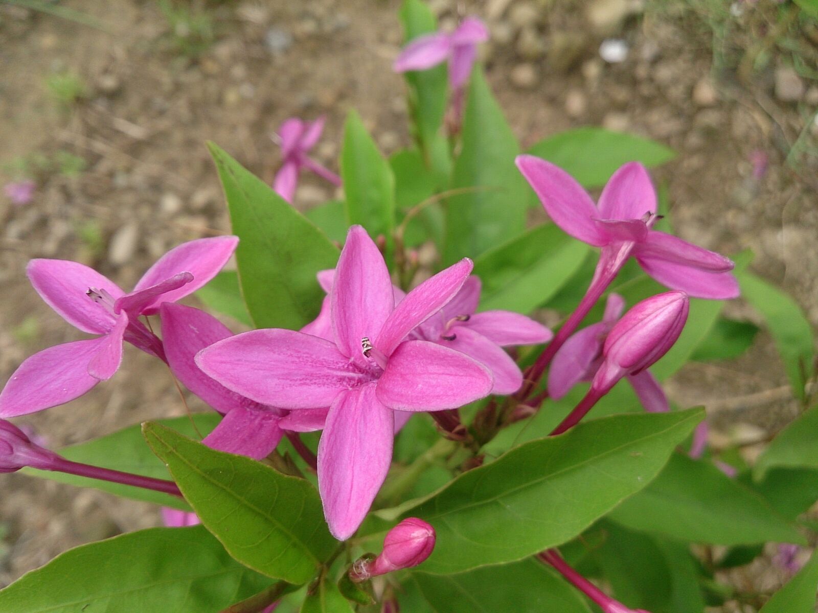 Sony Xperia Z sample photo. Flower, garden, 繽 紛 photography