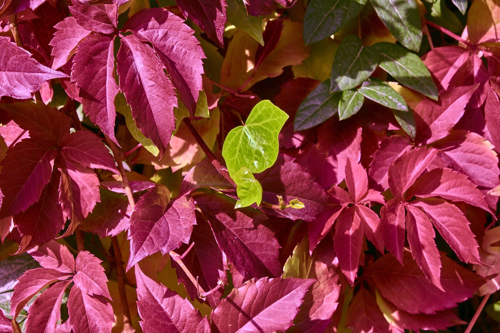 Nikon D7200 sample photo. Leaves, autumn, colorful photography