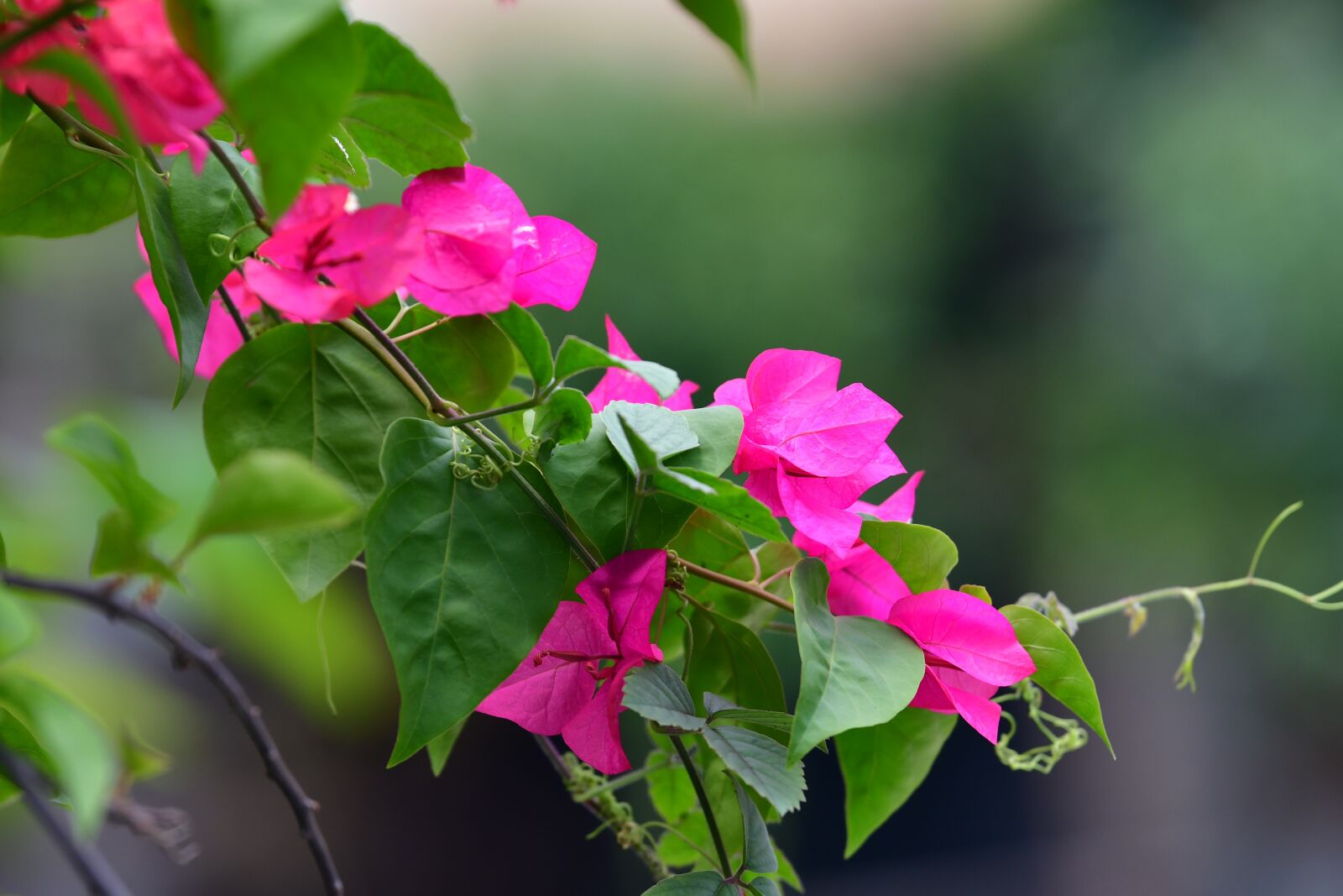 Nikon D500 sample photo. Bougainvillea, red petals, red photography