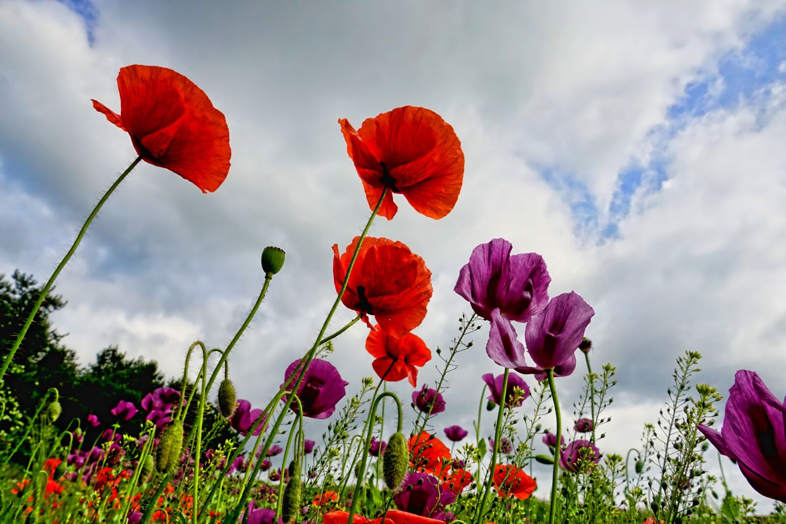 Sony a6000 sample photo. Poppies, flowers, poppy photography