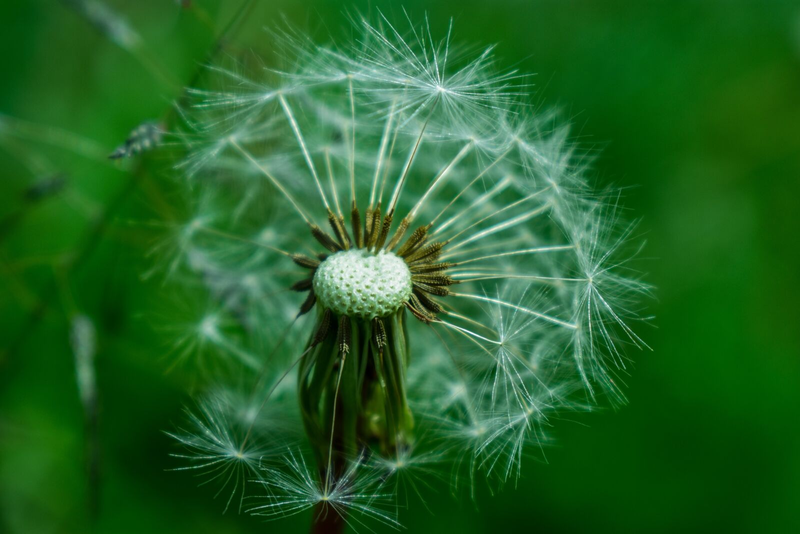 Nikon D3400 sample photo. Dandelion, nature, tooth lion photography