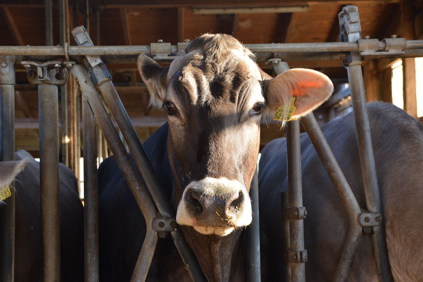 Nikon D5200 sample photo. Cows, stall, farm photography