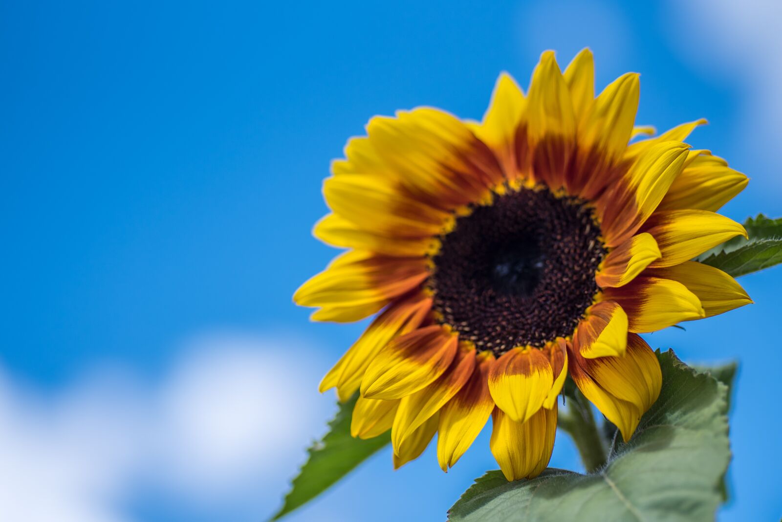 Nikon D750 sample photo. Sunflower, nature, yellow photography