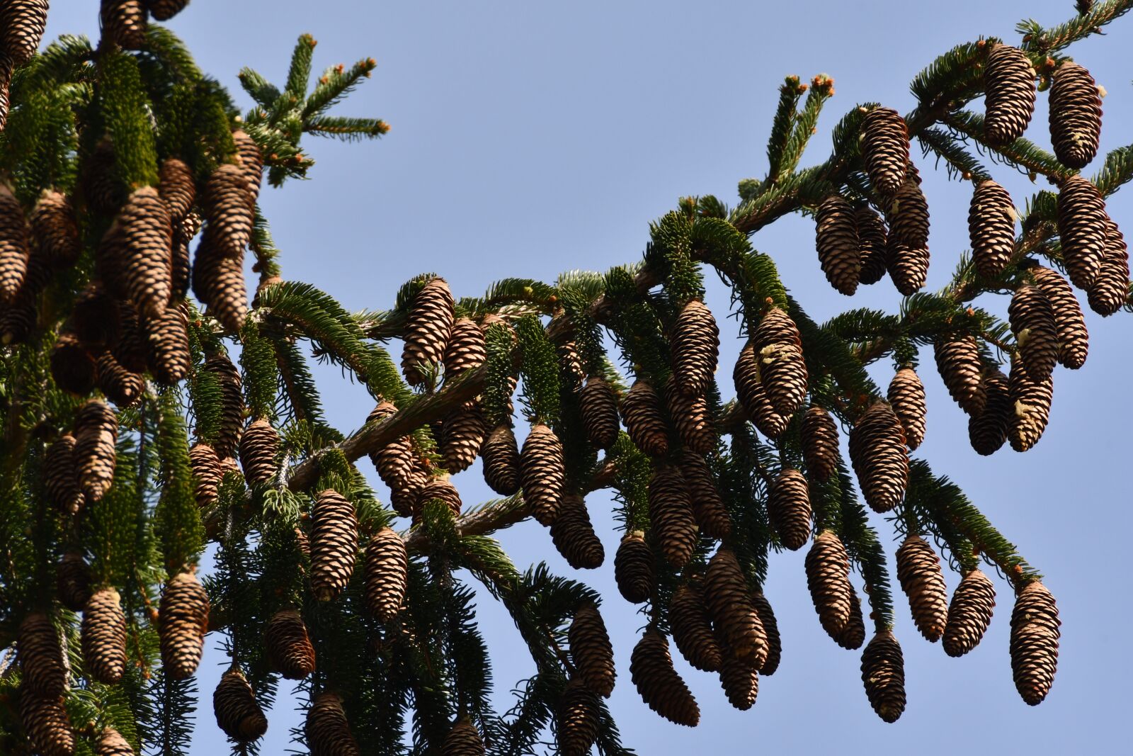 Nikon D7500 sample photo. Tree, conifers, fir photography