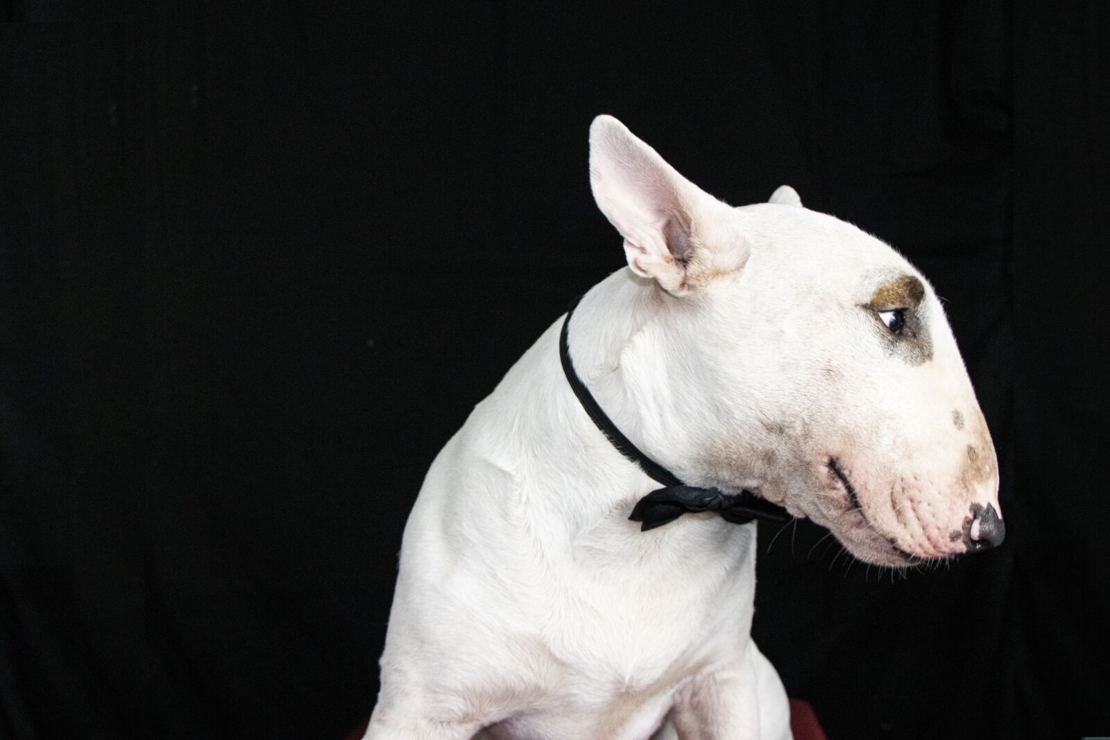 Canon EF-S 18-135mm F3.5-5.6 IS USM sample photo. Bullterrier, look, dog photography