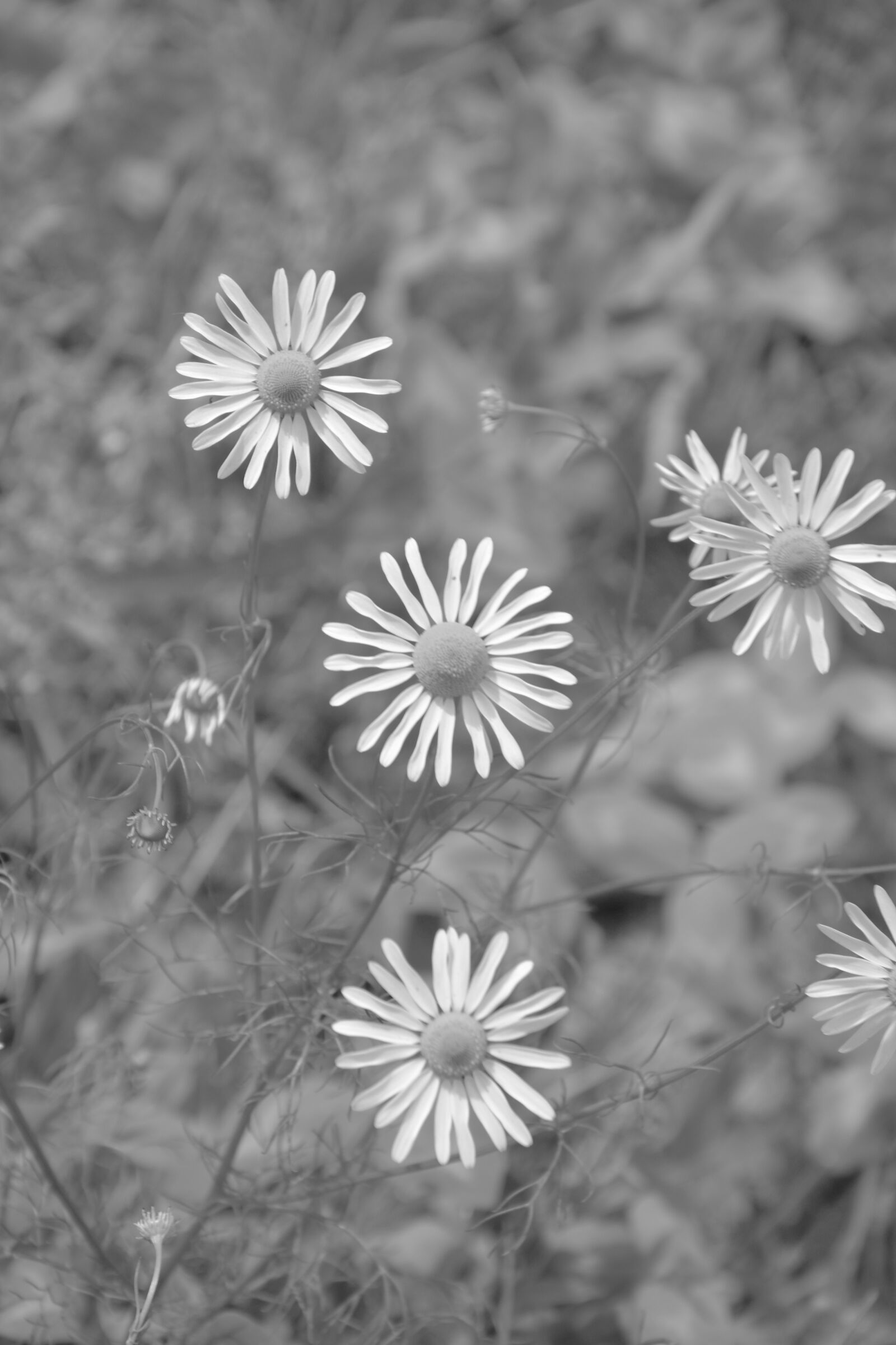 Nikon D5200 sample photo. Daisies, photo black white photography