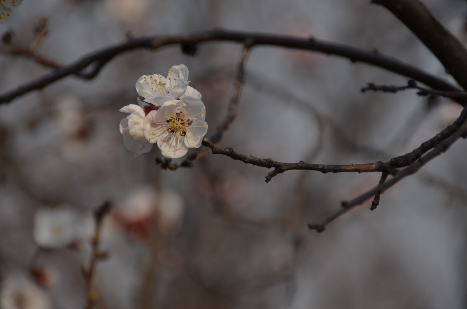 Nikon D7000 sample photo. Plum, branch, white blossom photography
