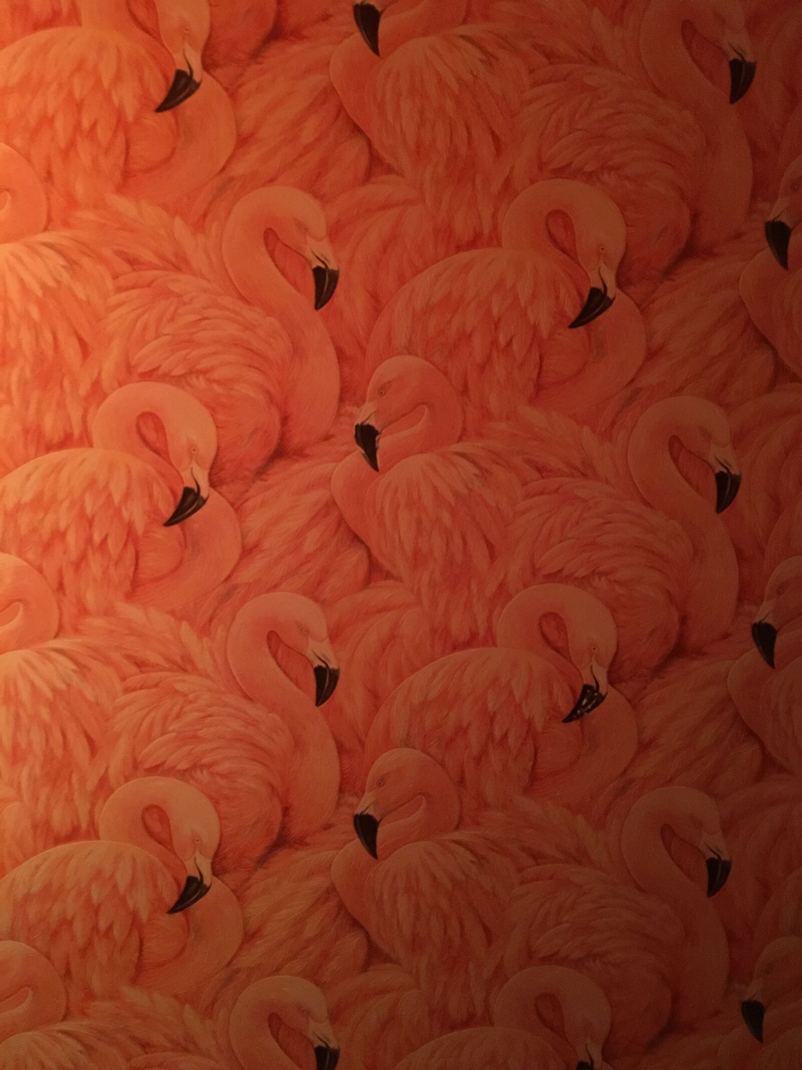 iPhone 6s Plus back camera 4.15mm f/2.2 sample photo. Wallpaper, flamingo, pink photography
