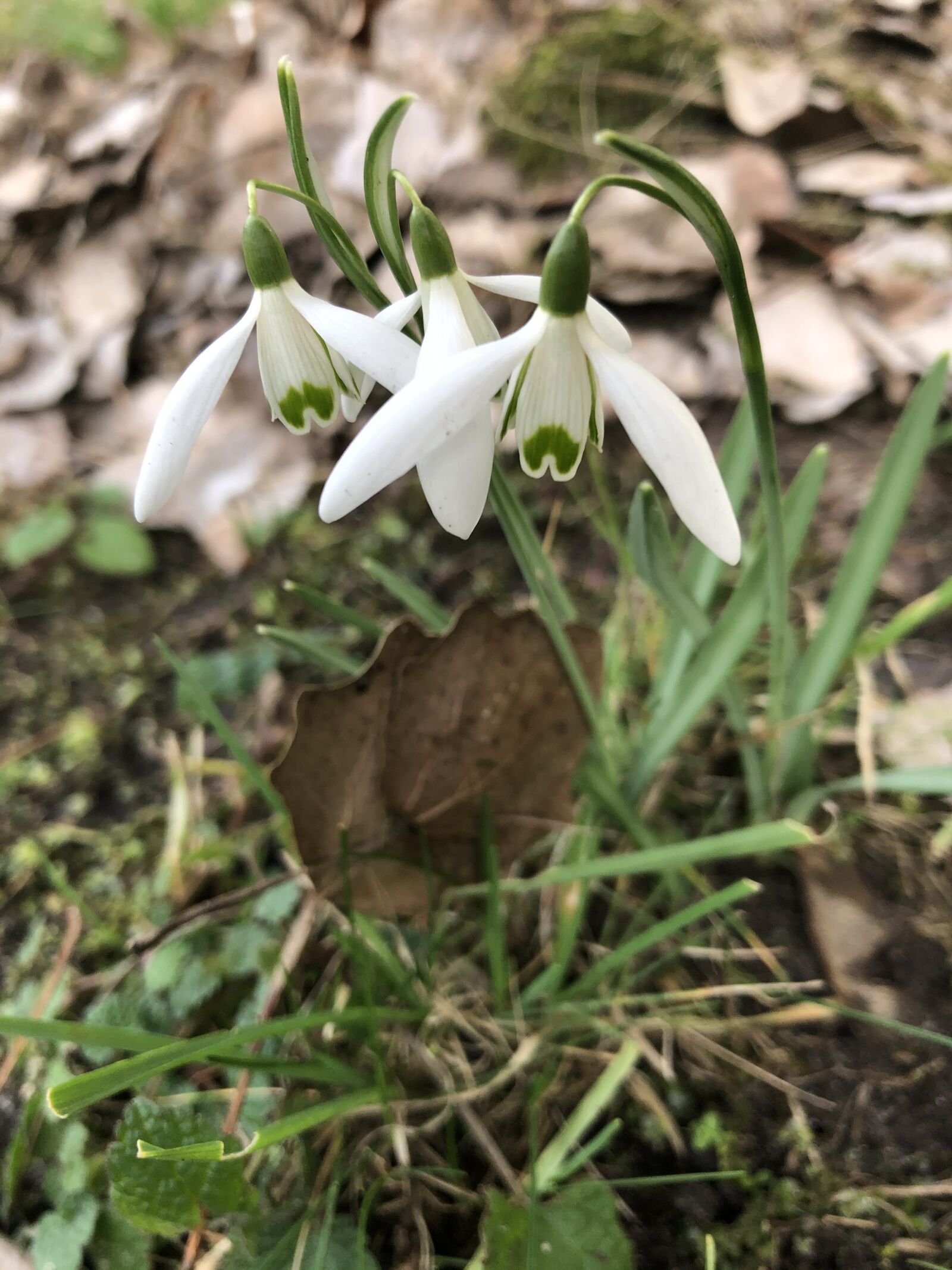 Apple iPhone 8 sample photo. Snowdrop, spring, flower photography