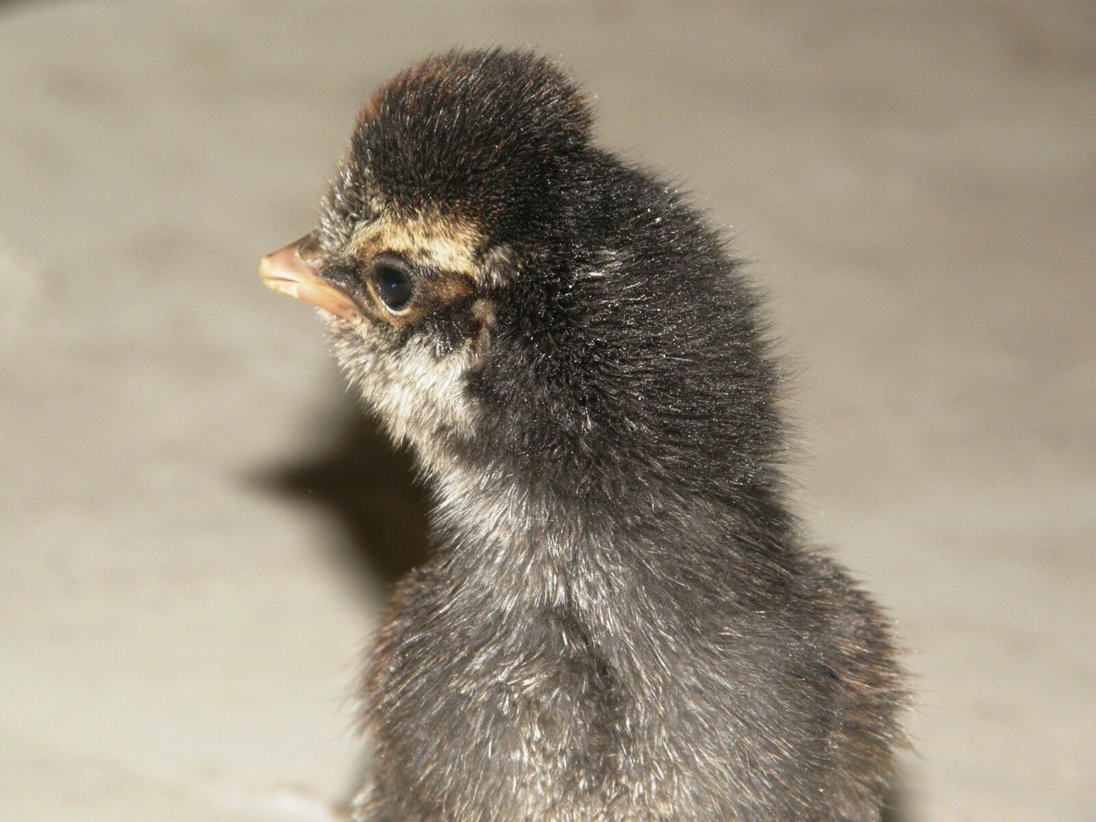 Olympus SP550UZ sample photo. Chick, the hen, animals photography